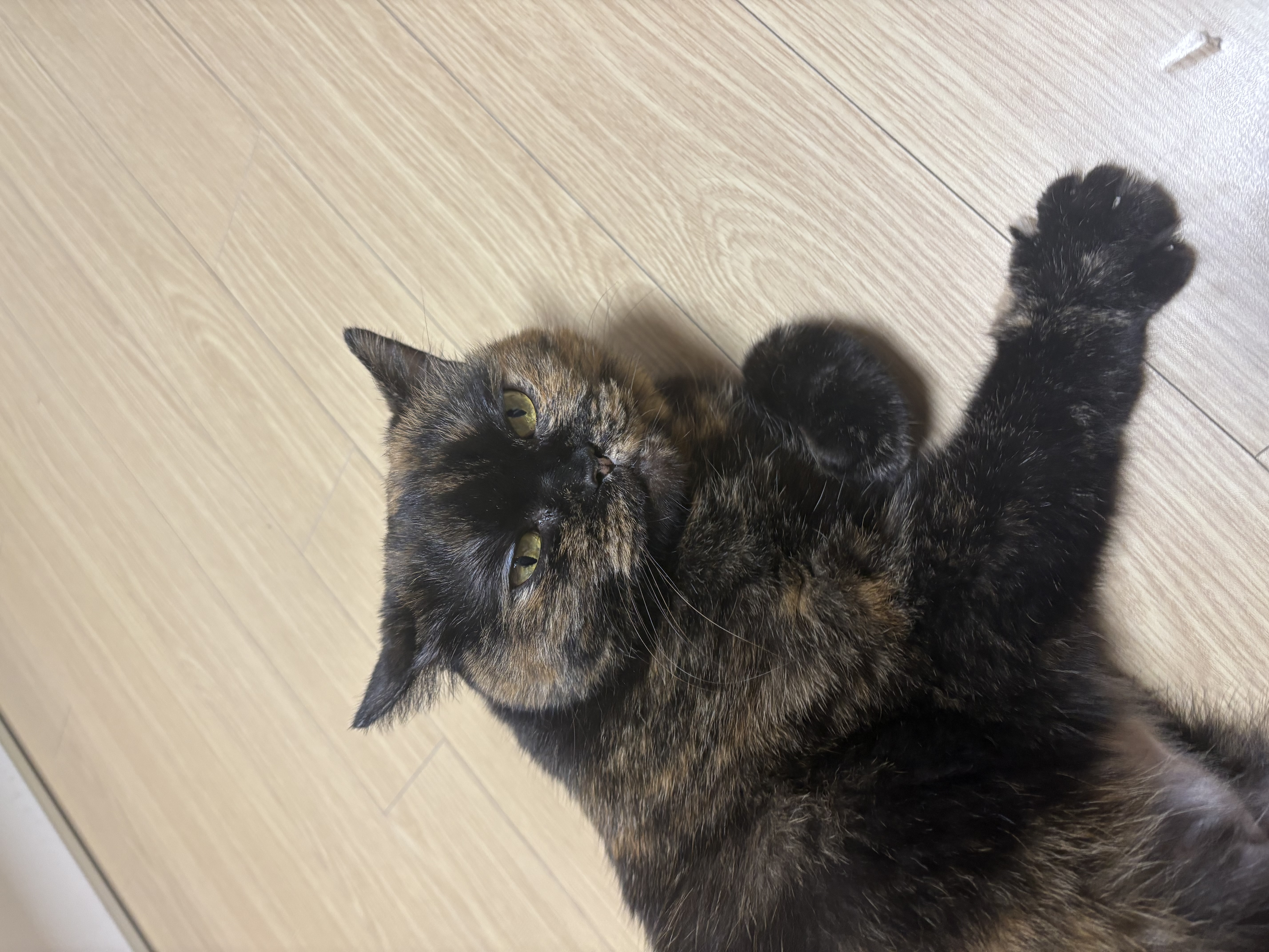 [소롱이] 귀여운 고롱고롱 라이더 소롱이 일주일 주행기록