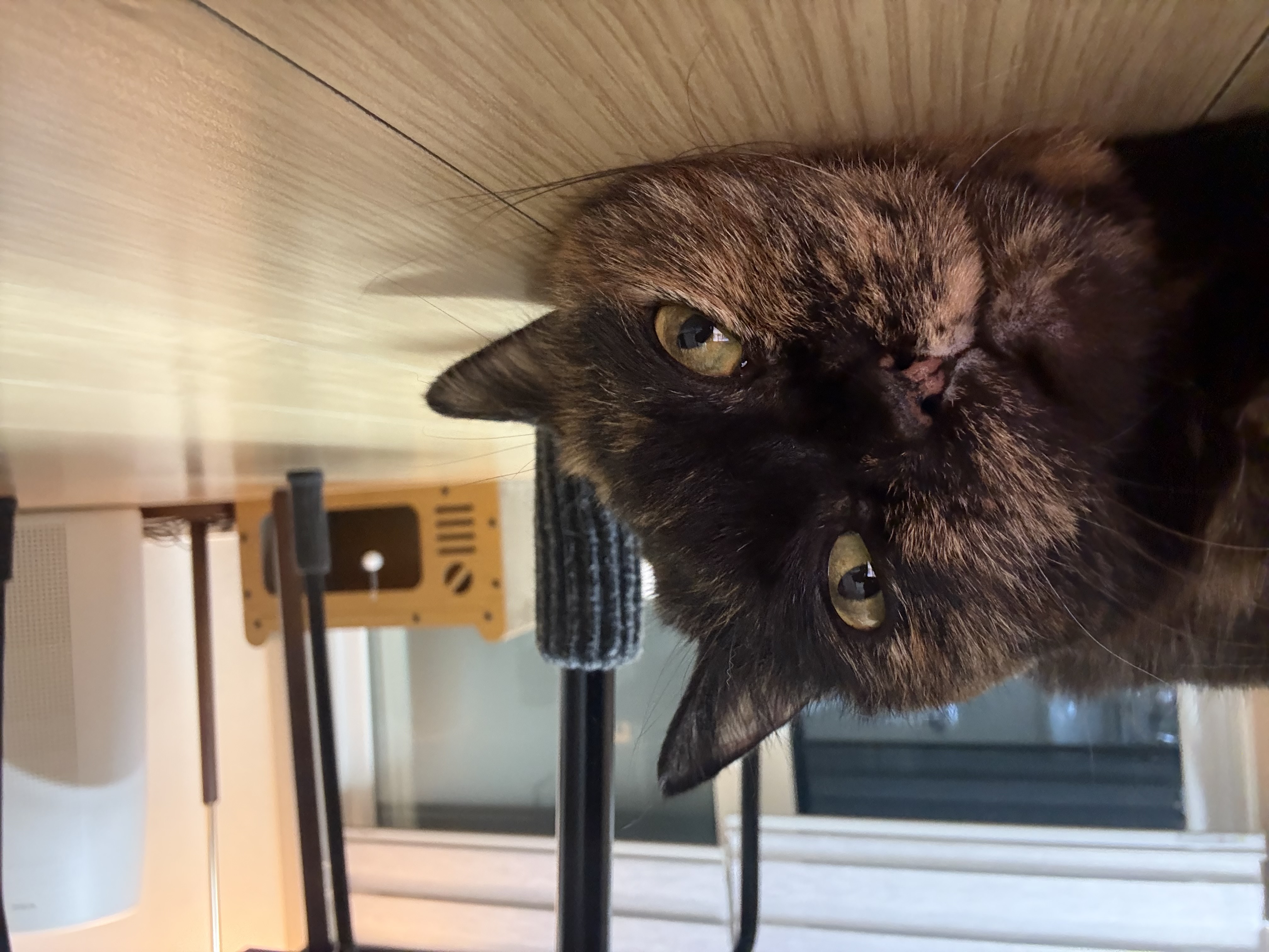 [소롱이] 귀여운 고롱고롱 라이더 소롱이 일주일 주행기록