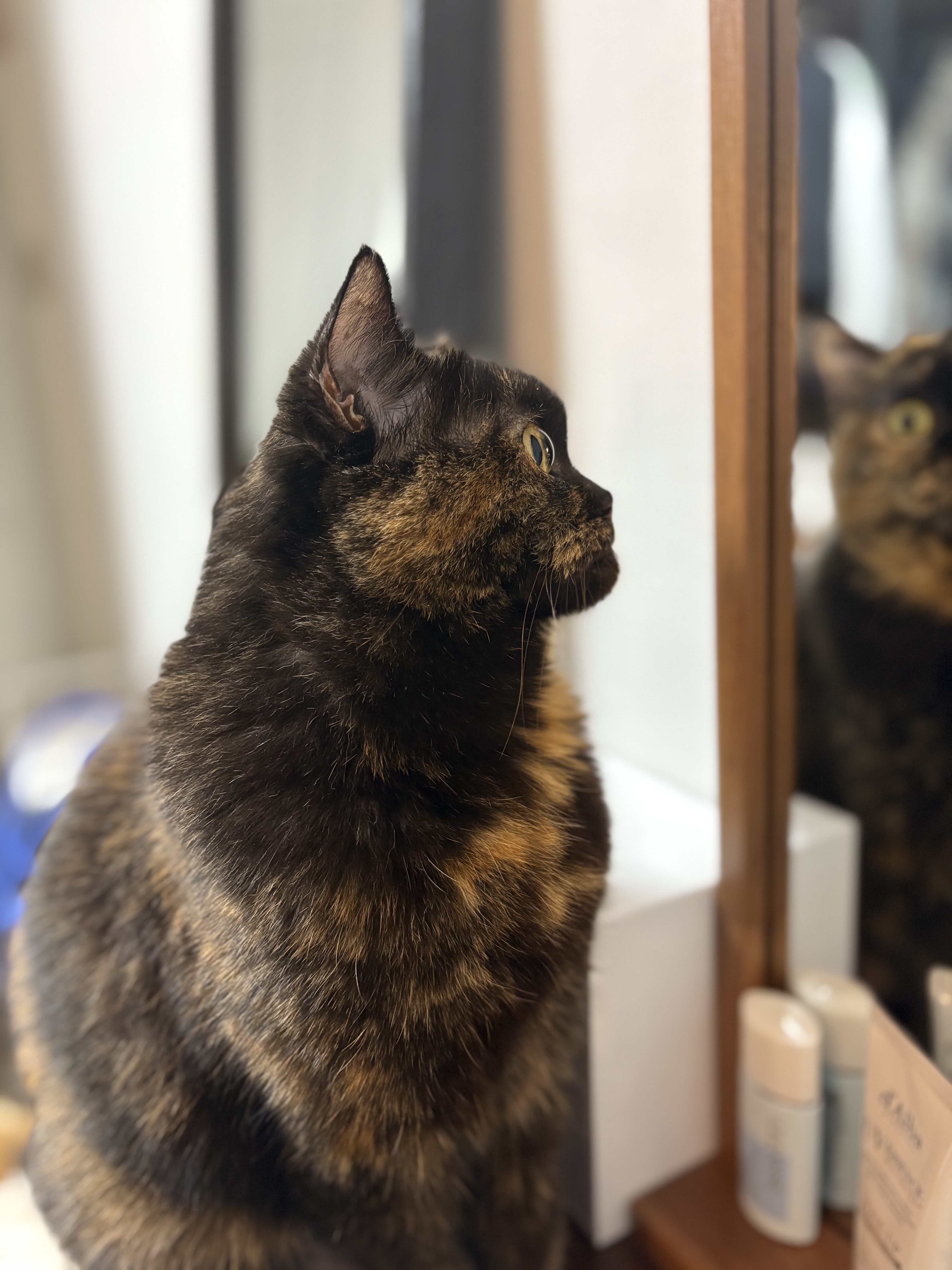 [소롱이] 귀여운 고롱고롱 라이더 소롱이 일주일 주행기록