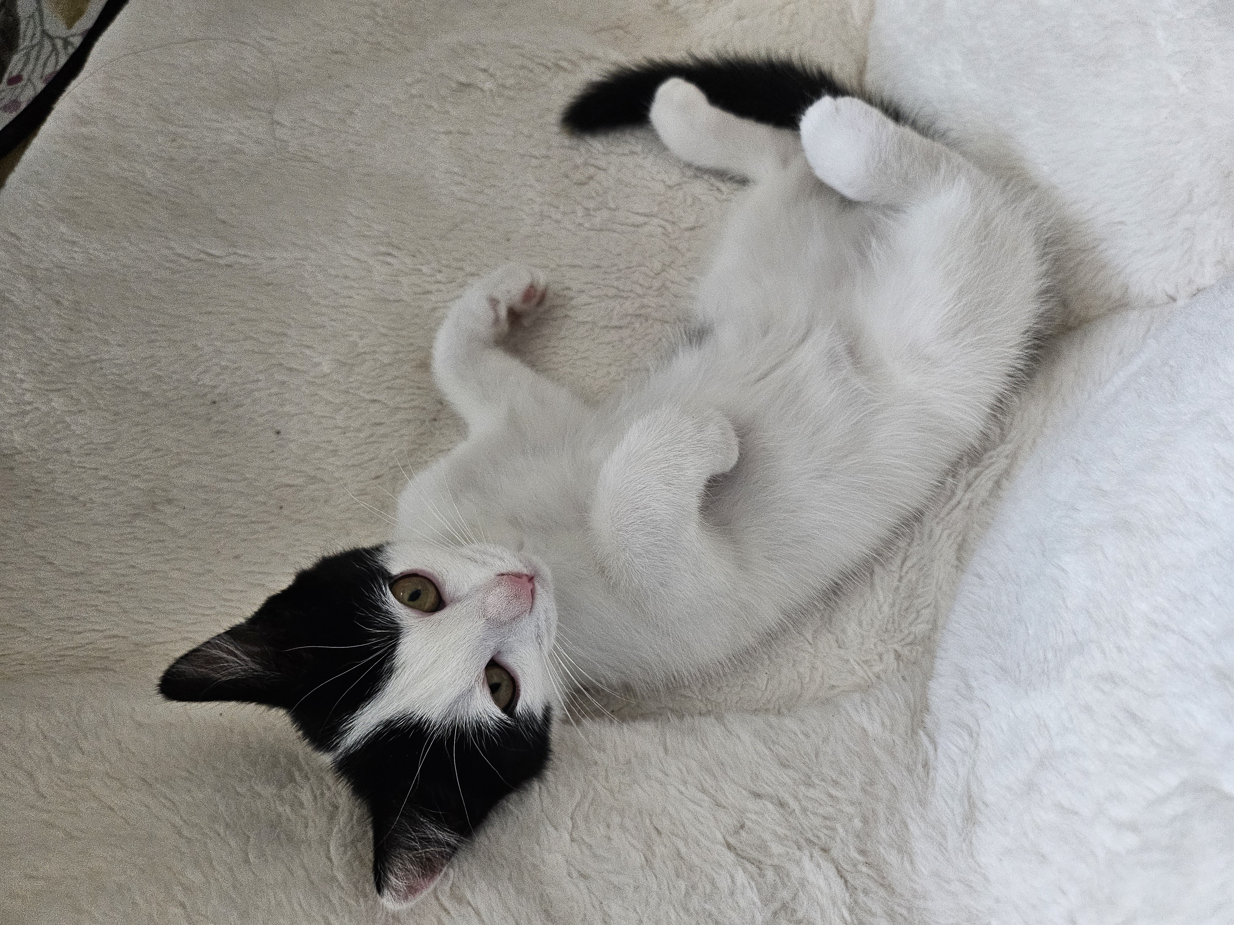 콩이(귀돌이) 한달 후 이야기