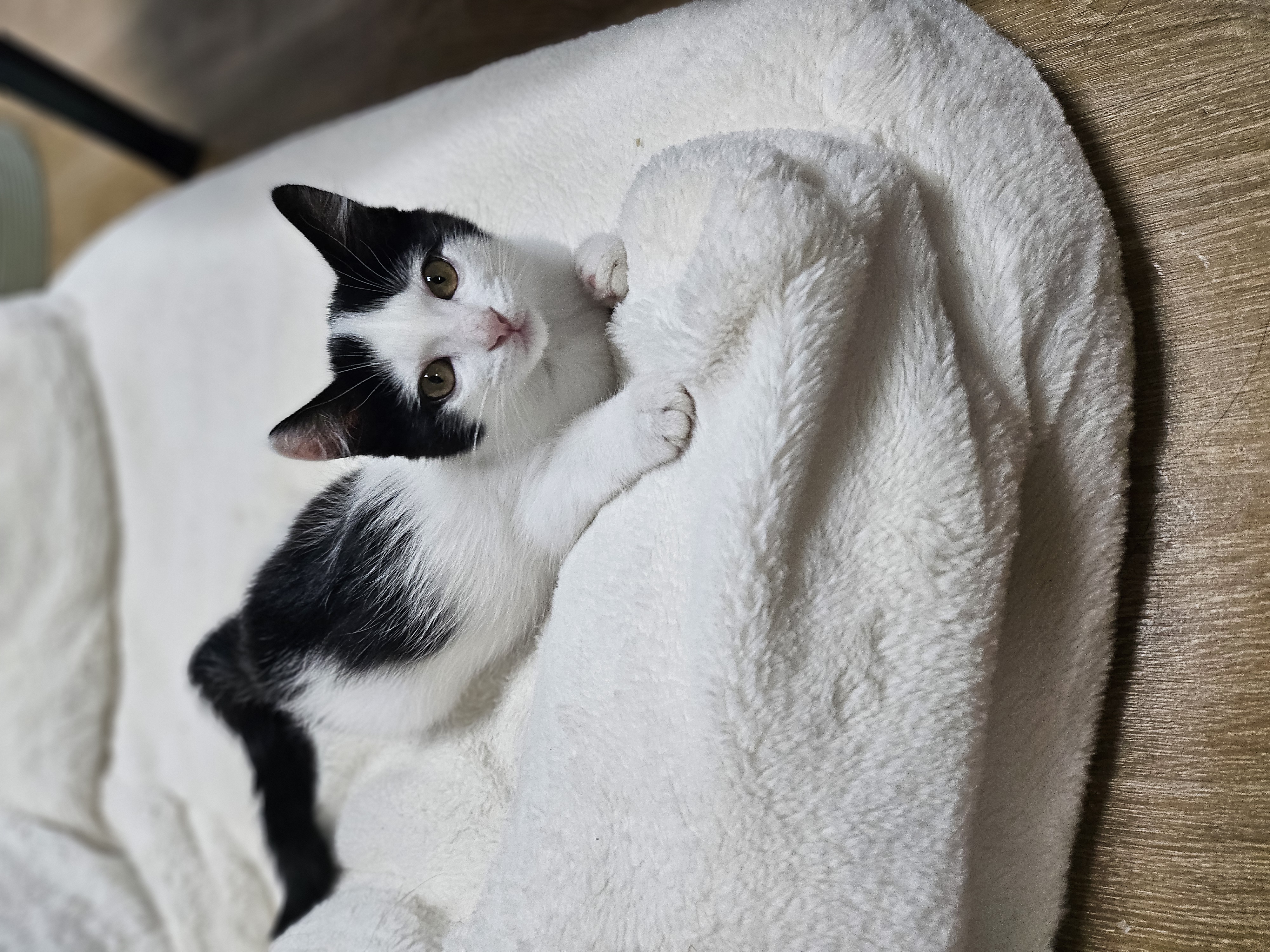 콩이(귀돌이) 한달 후 이야기