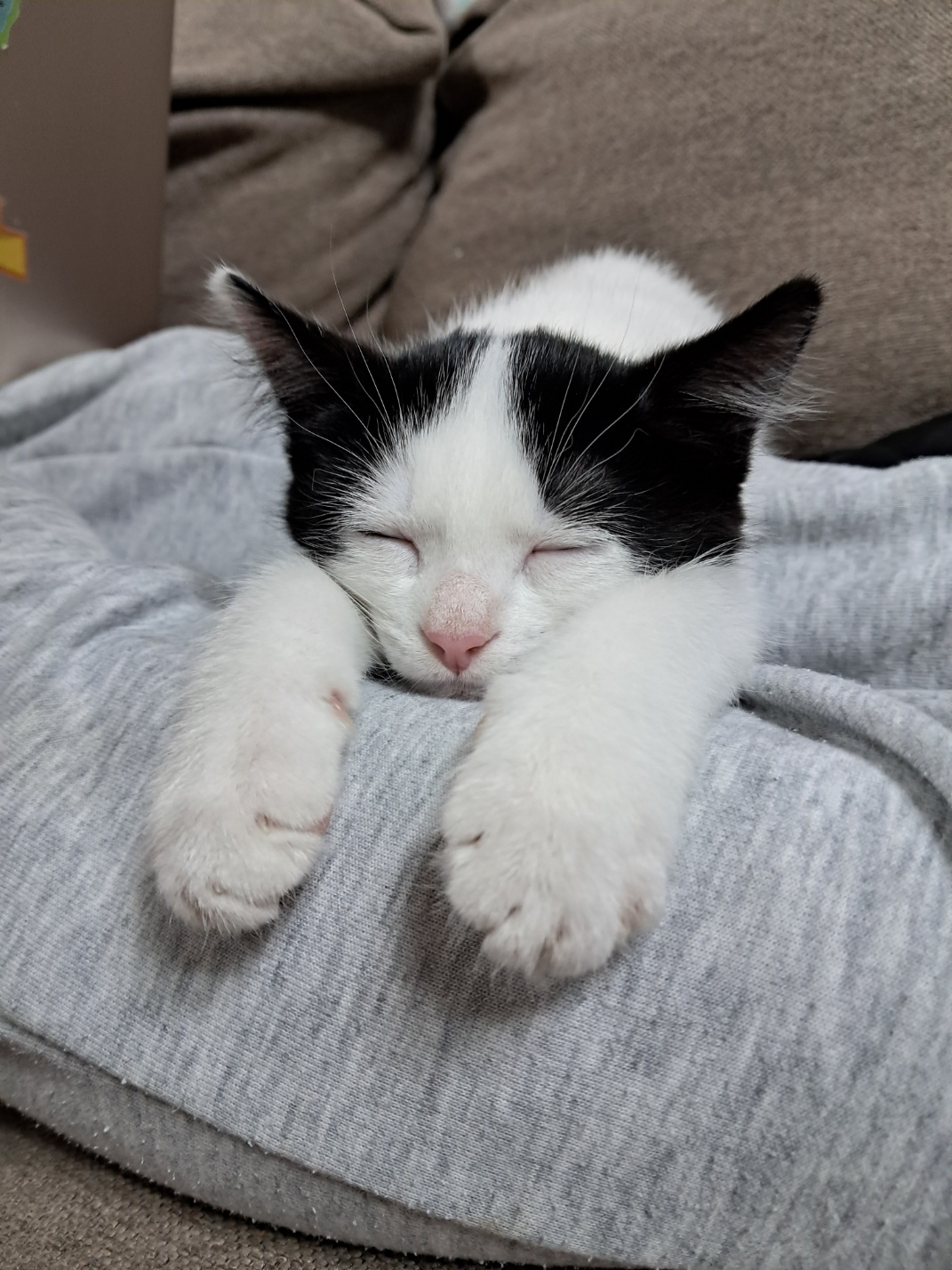 콩이(귀돌이) 한달 후 이야기