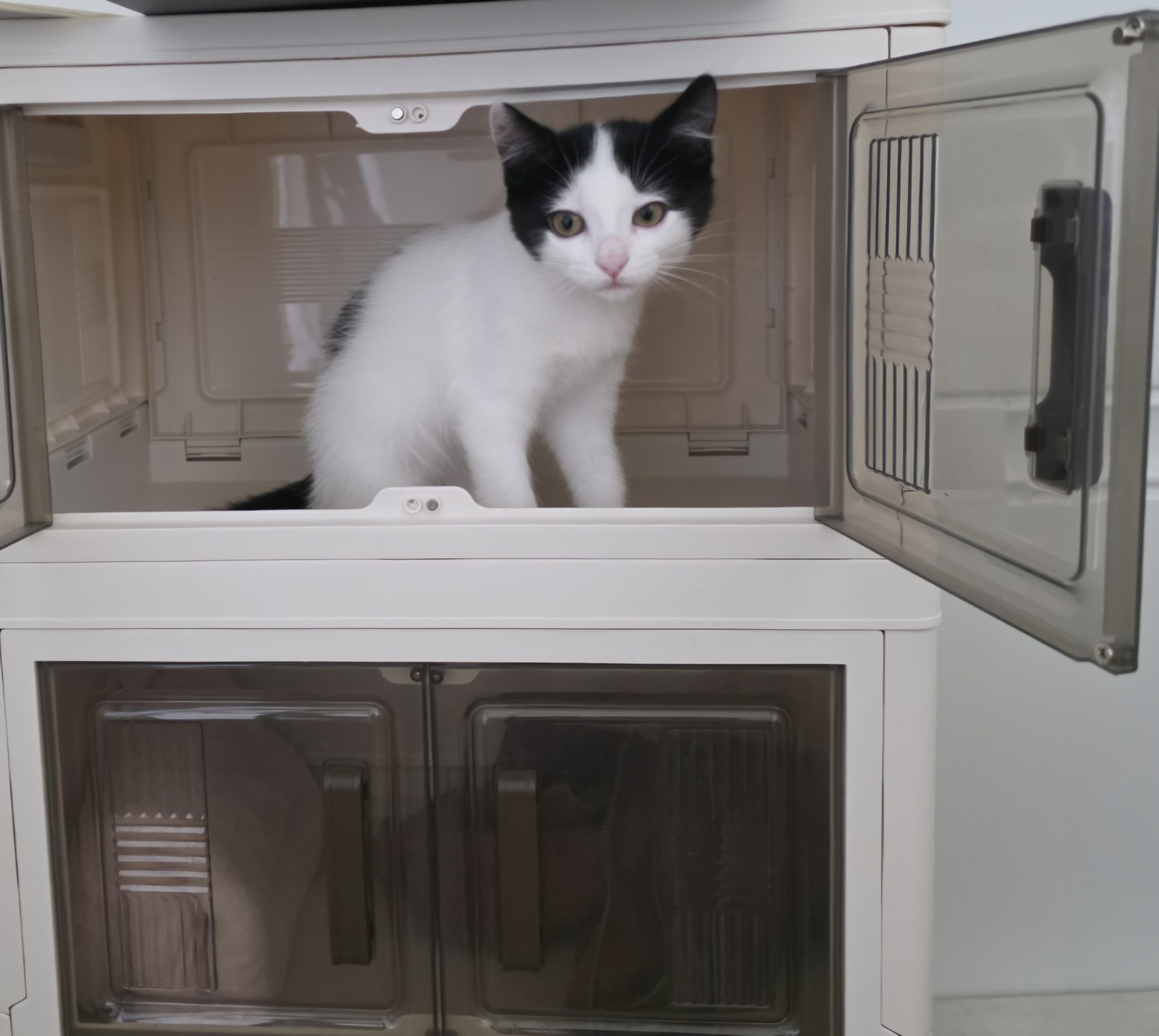 콩이(귀돌이) 한달 후 이야기