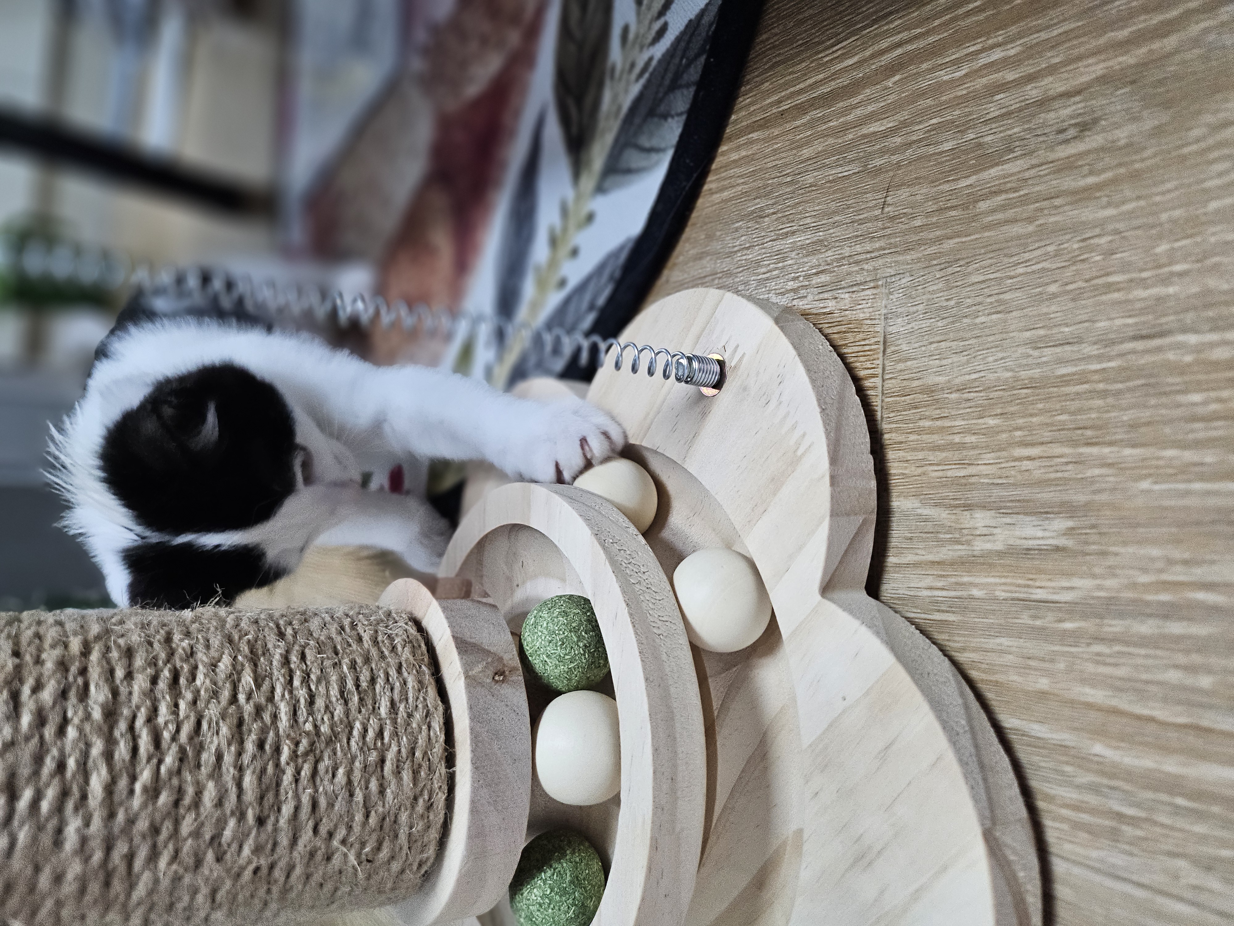 콩이(귀돌이) 한달 후 이야기