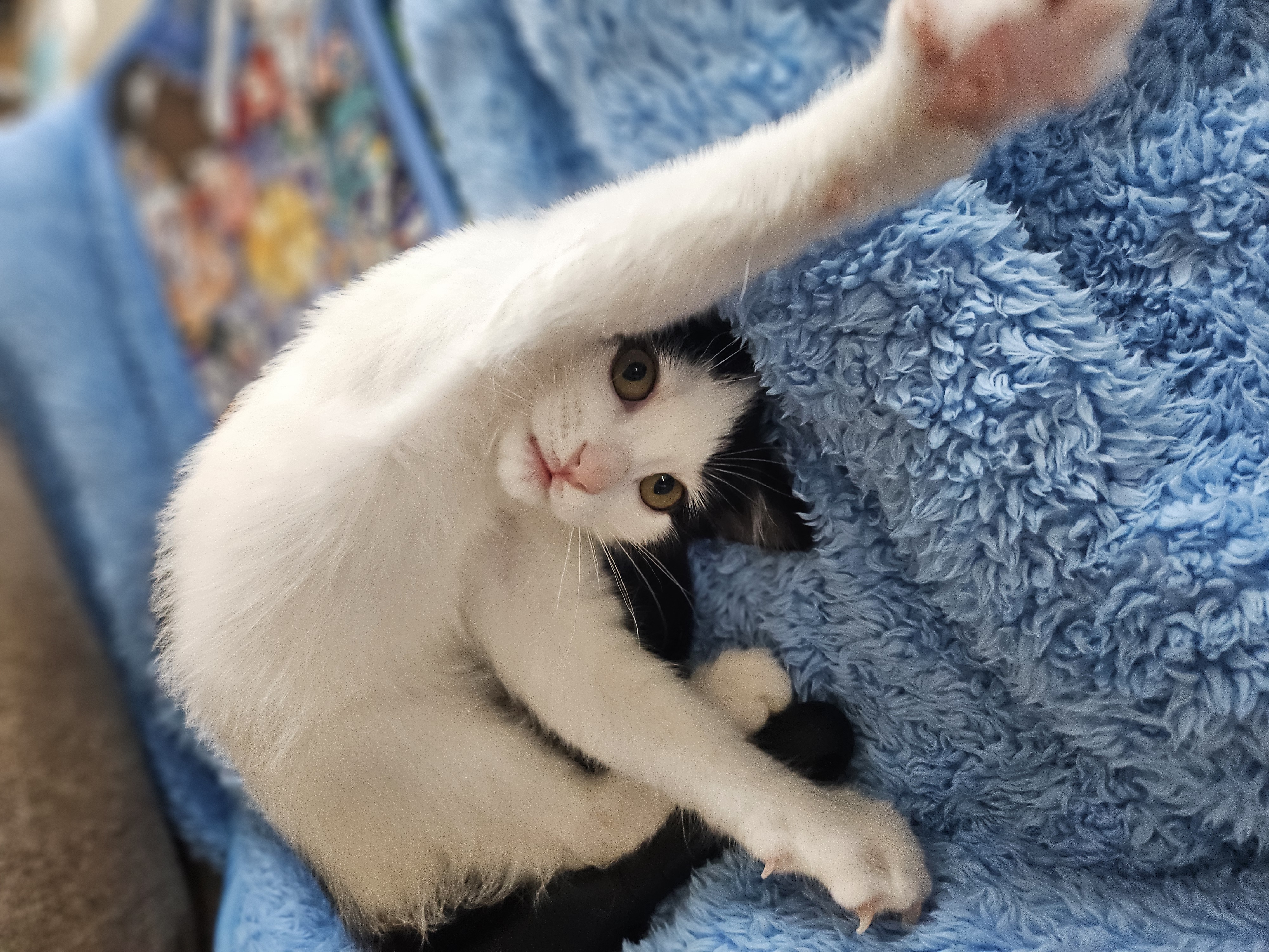 콩이(귀돌이) 한달 후 이야기