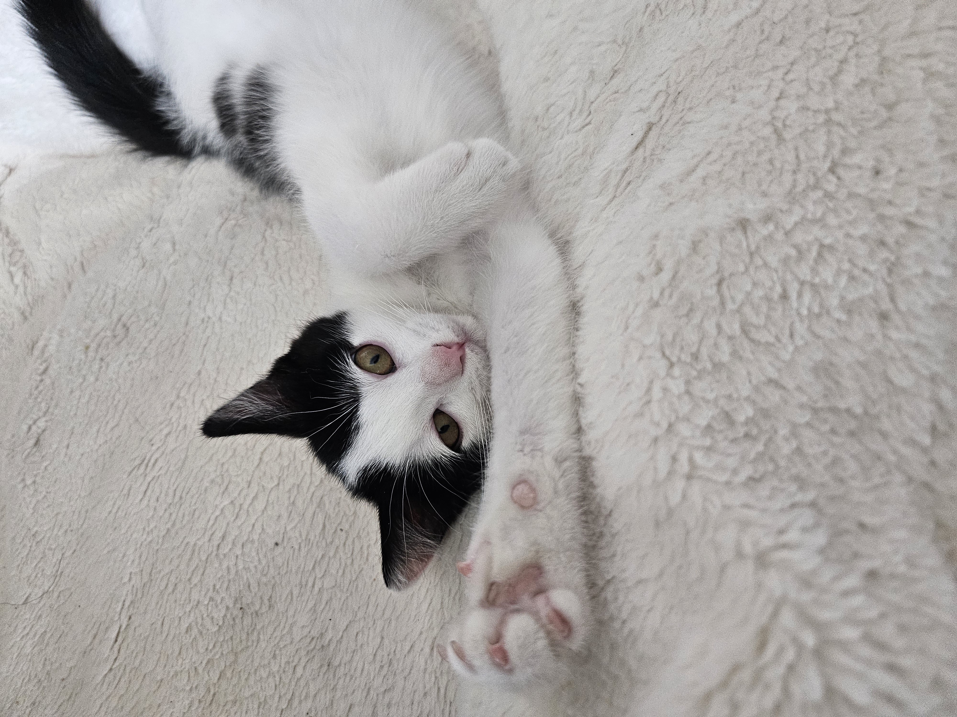 콩이(귀돌이) 한달 후 이야기