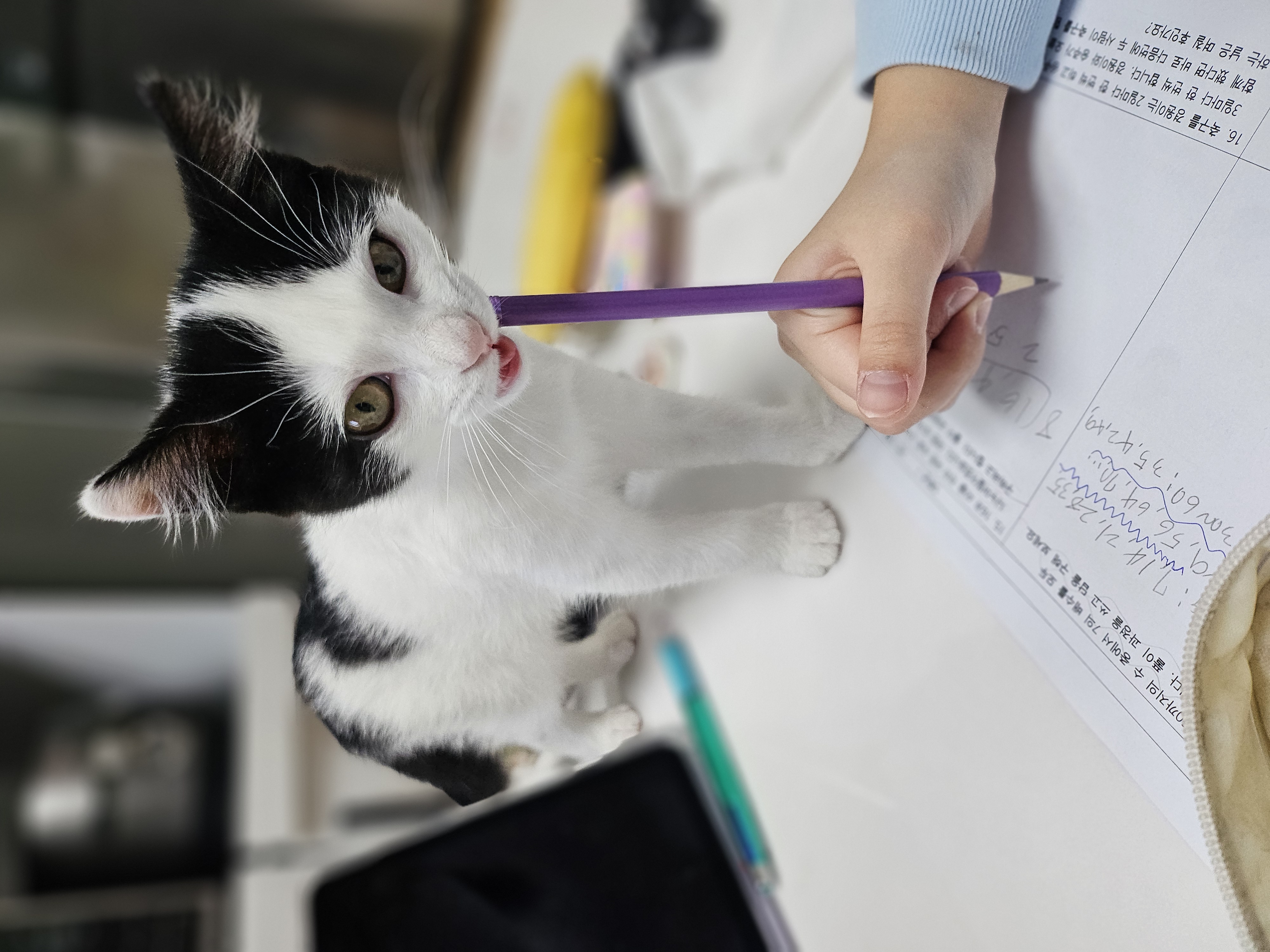 콩이(귀돌이) 한달 후 이야기