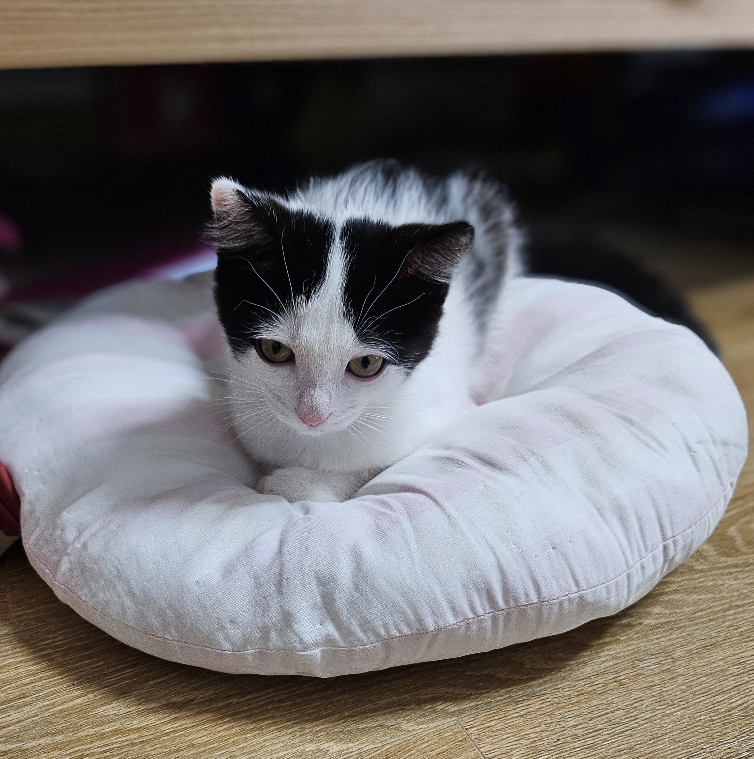 콩이(귀돌이) 한달 후 이야기