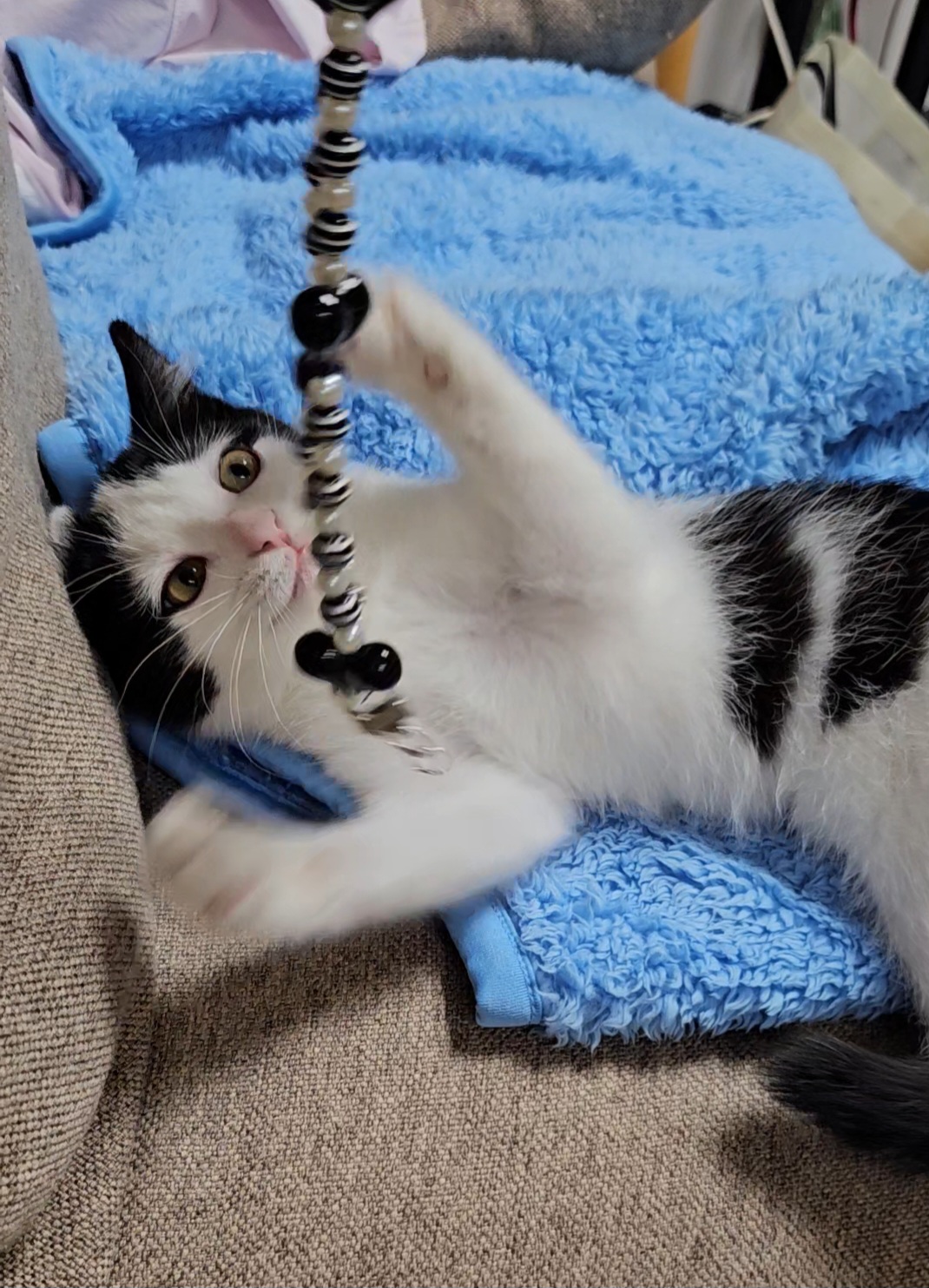 콩이(귀돌이) 한달 후 이야기