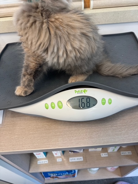 소야(소세지야채볶음)라고 작명하곤 작작 먹으라하면 곤란하다옹 (구)라비 