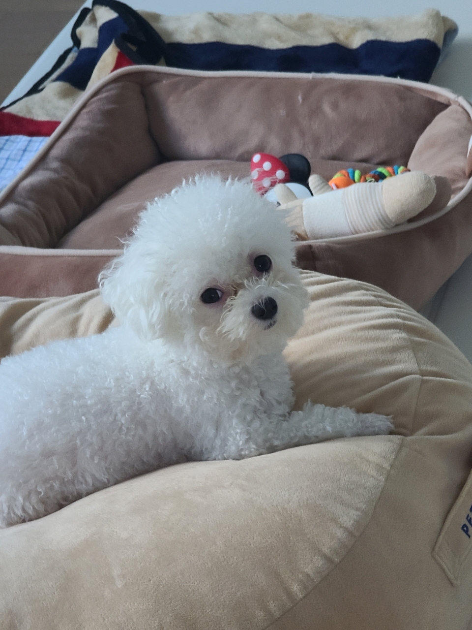 마음이 (네즈) 입양 2년 이야기 