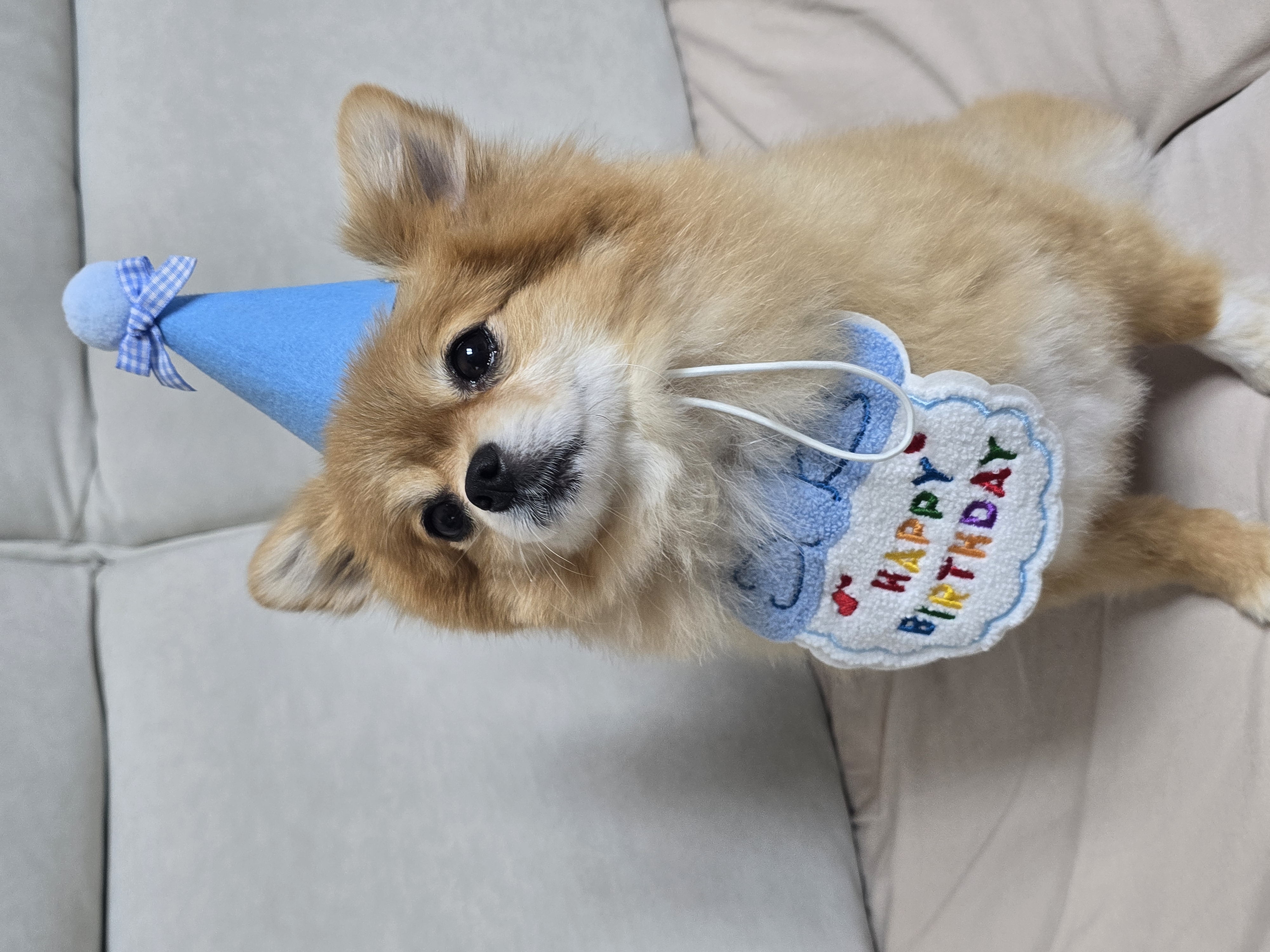 쿠키(구 뽀미) 입양 1주년 후기