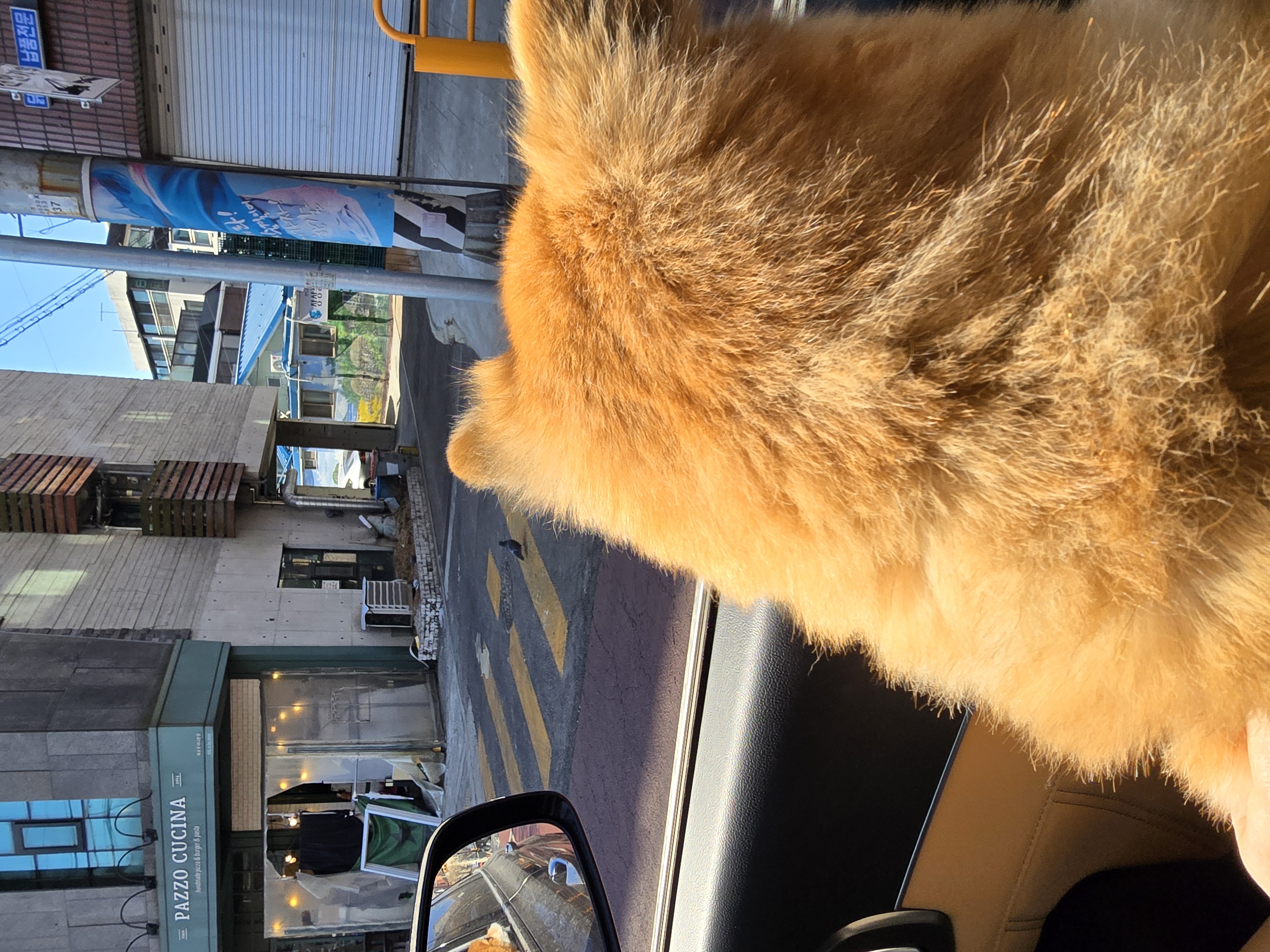 쿠키(구 뽀미) 입양 1주년 후기