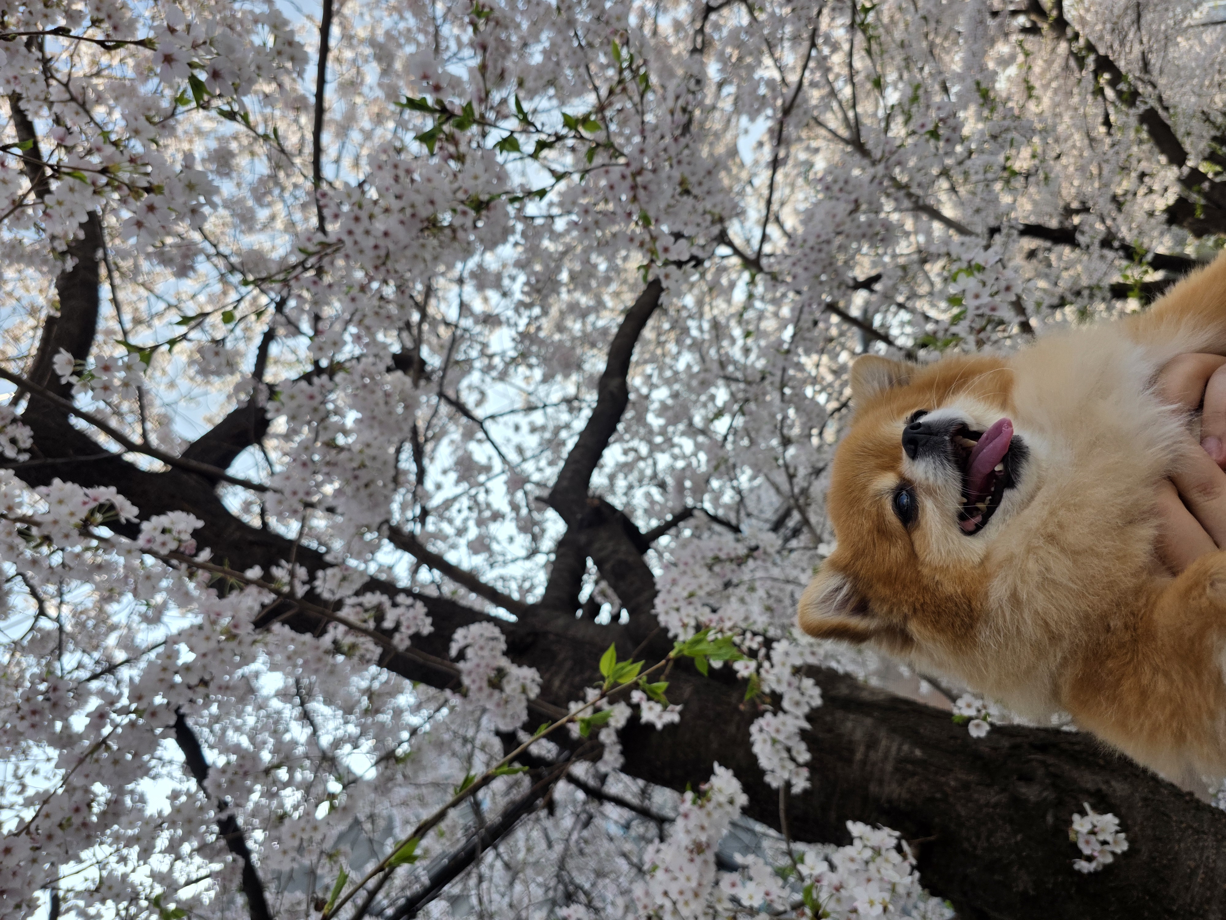 쿠키(구 뽀미) 입양 1주년 후기