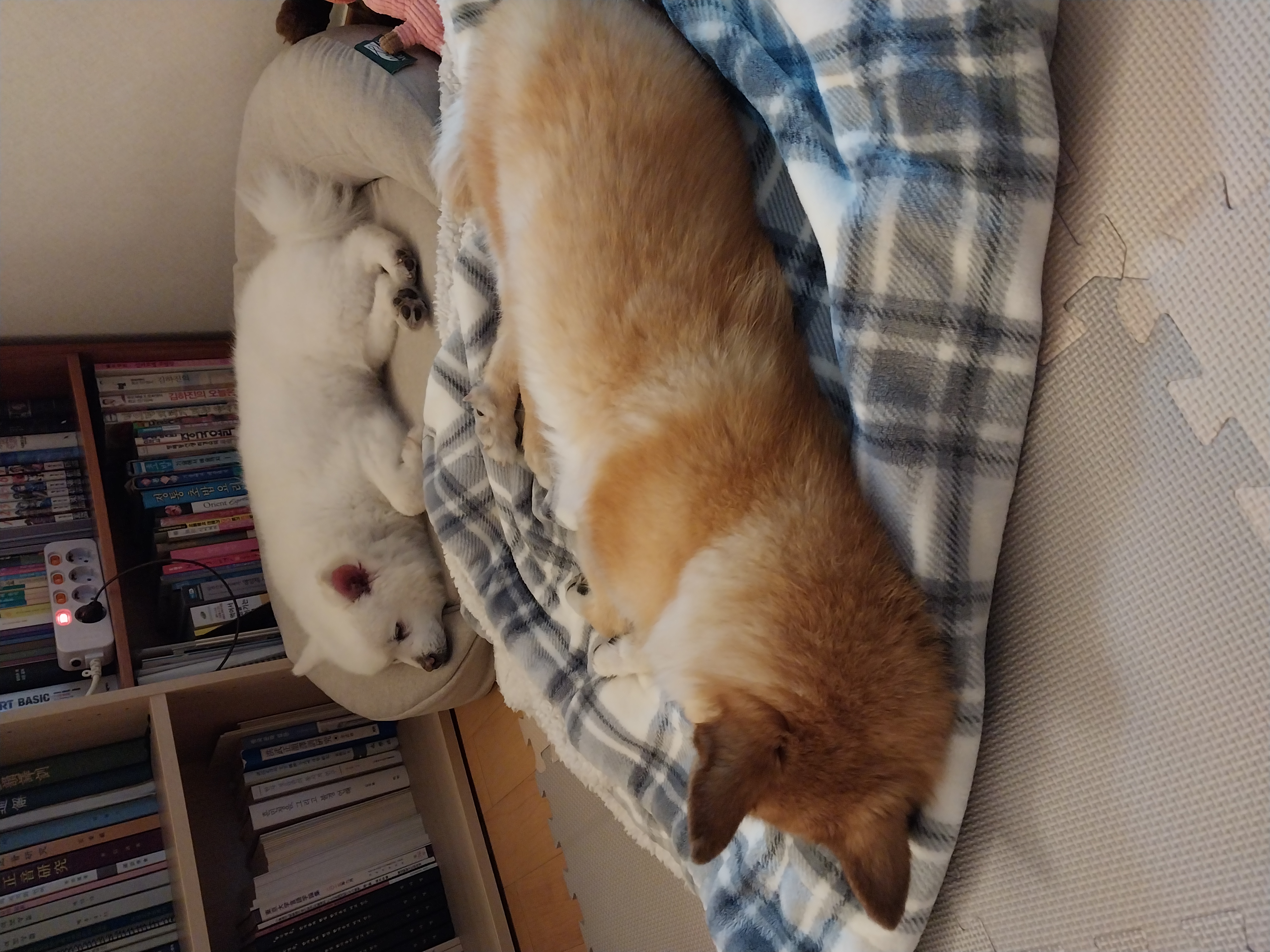 오층이&포라 내일이면 입양 한달째