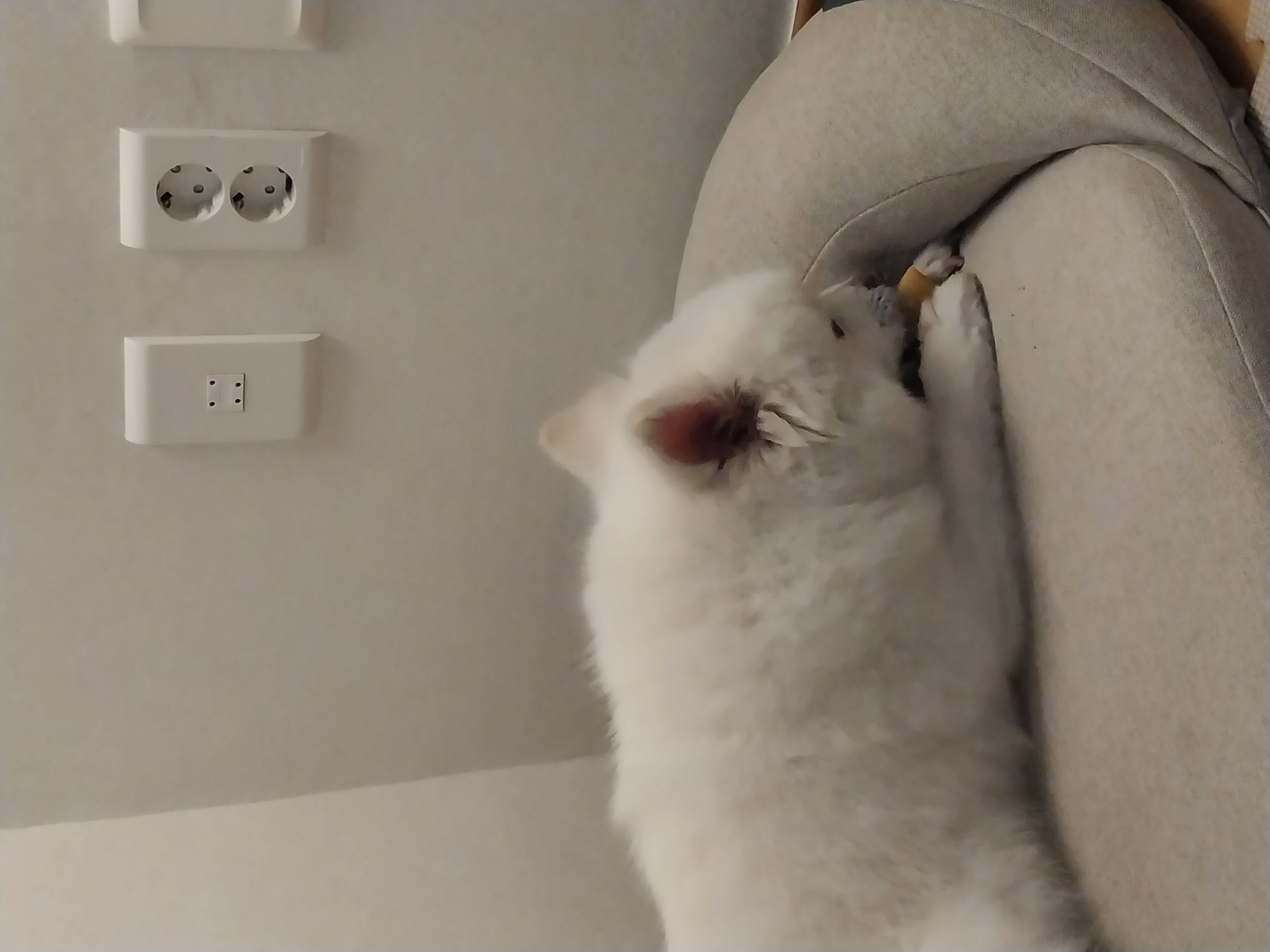 오층이&포라 내일이면 입양 한달째