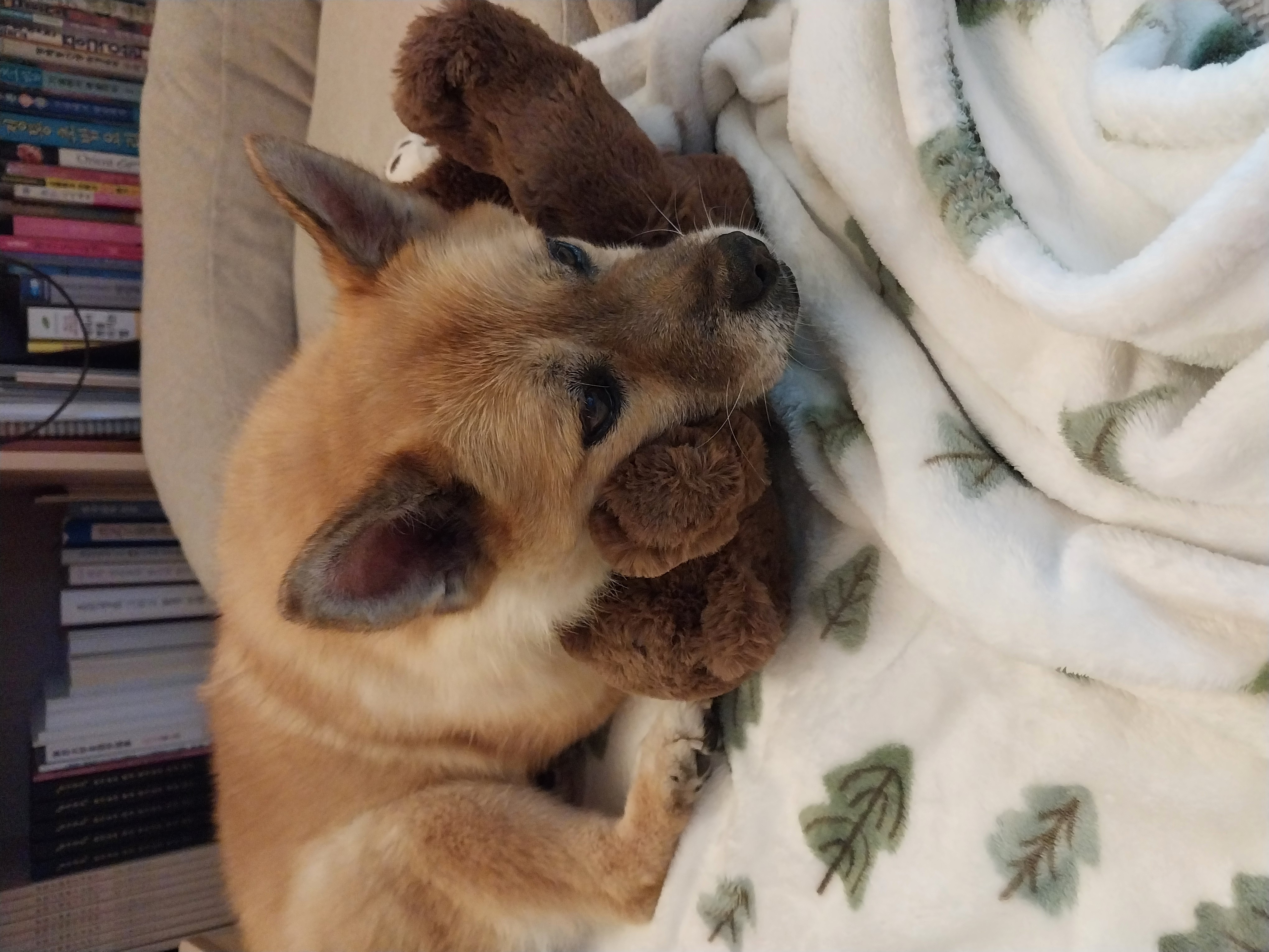 오층이&포라 내일이면 입양 한달째