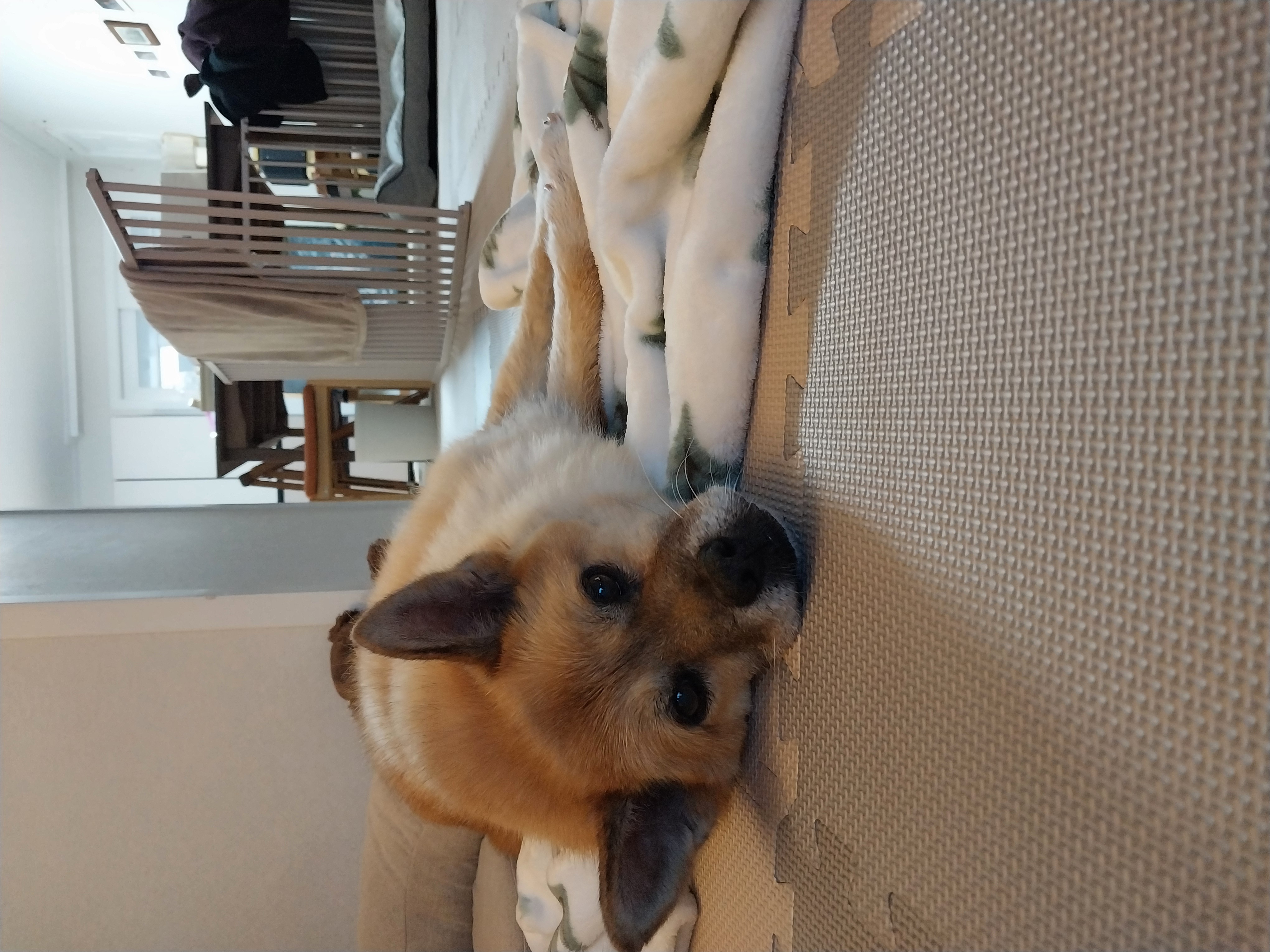 오층이&포라 내일이면 입양 한달째