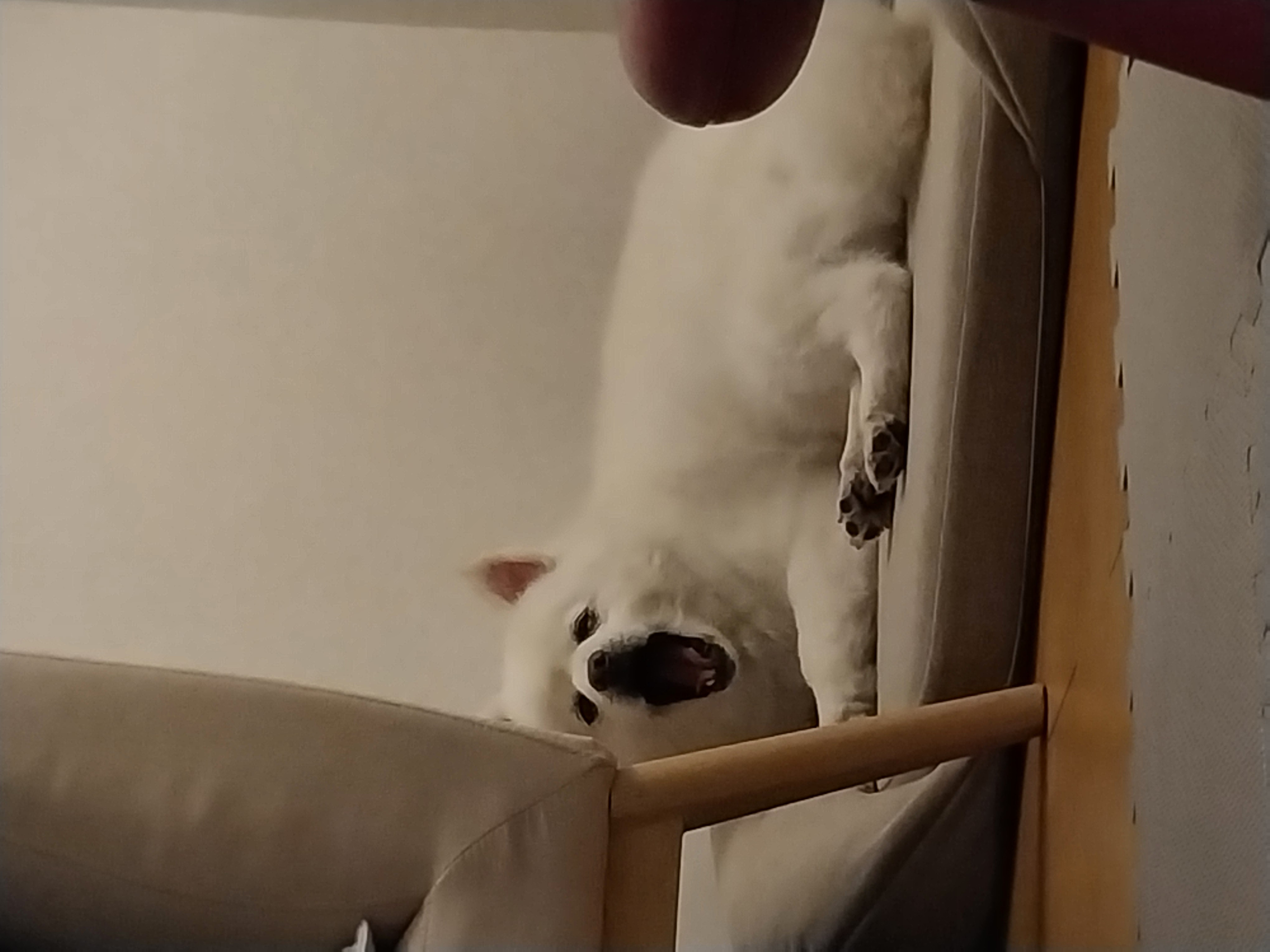 오층이&포라 내일이면 입양 한달째