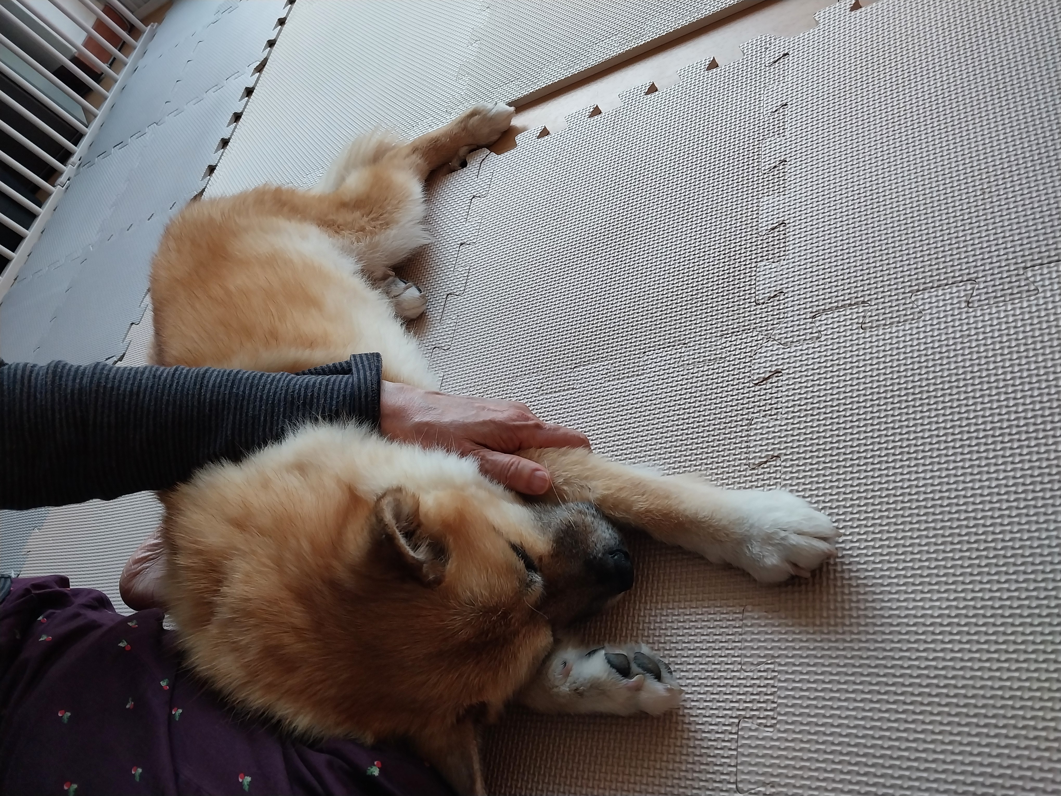 오층이&포라 내일이면 입양 한달째