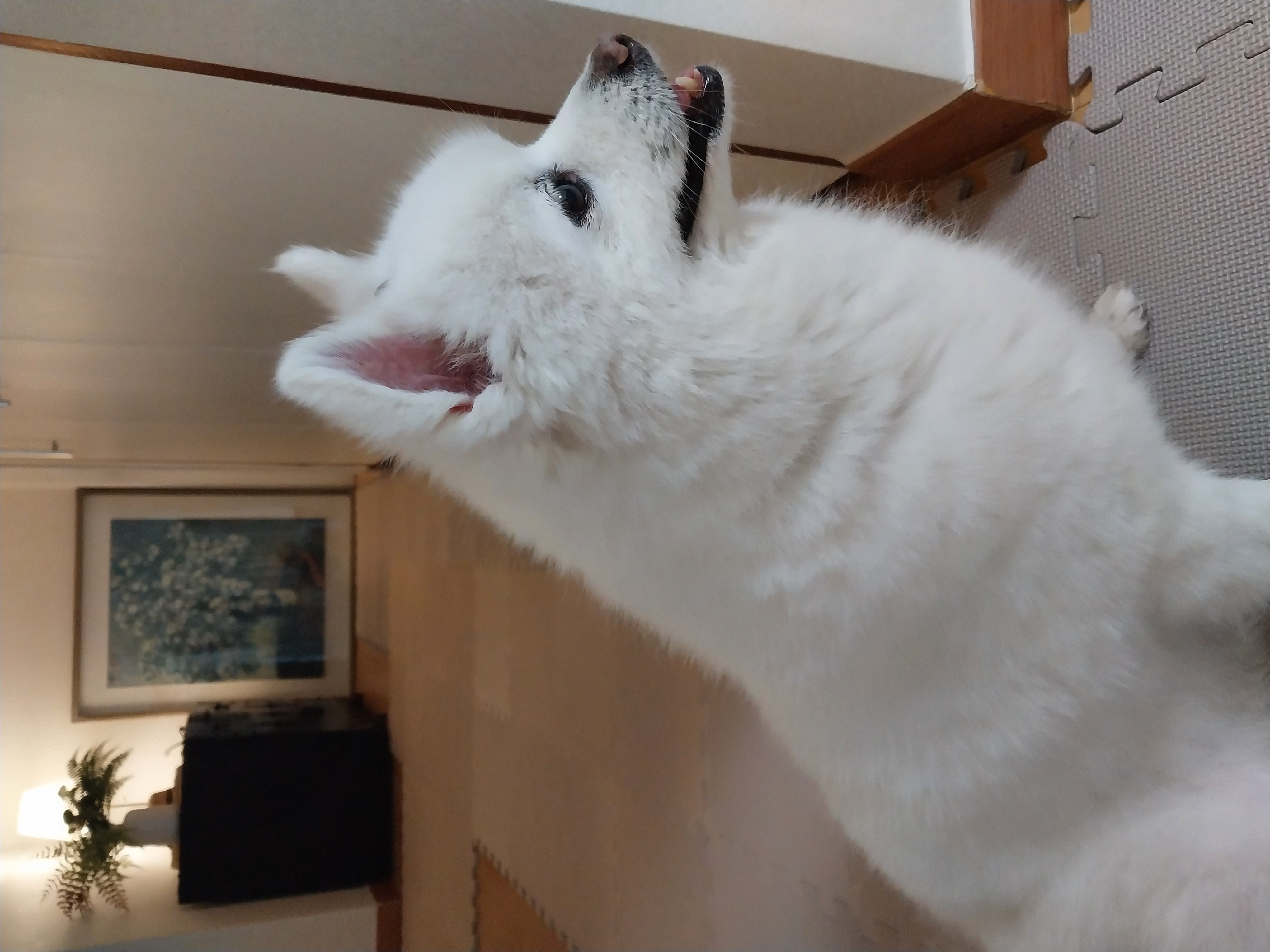 오층이&포라 내일이면 입양 한달째