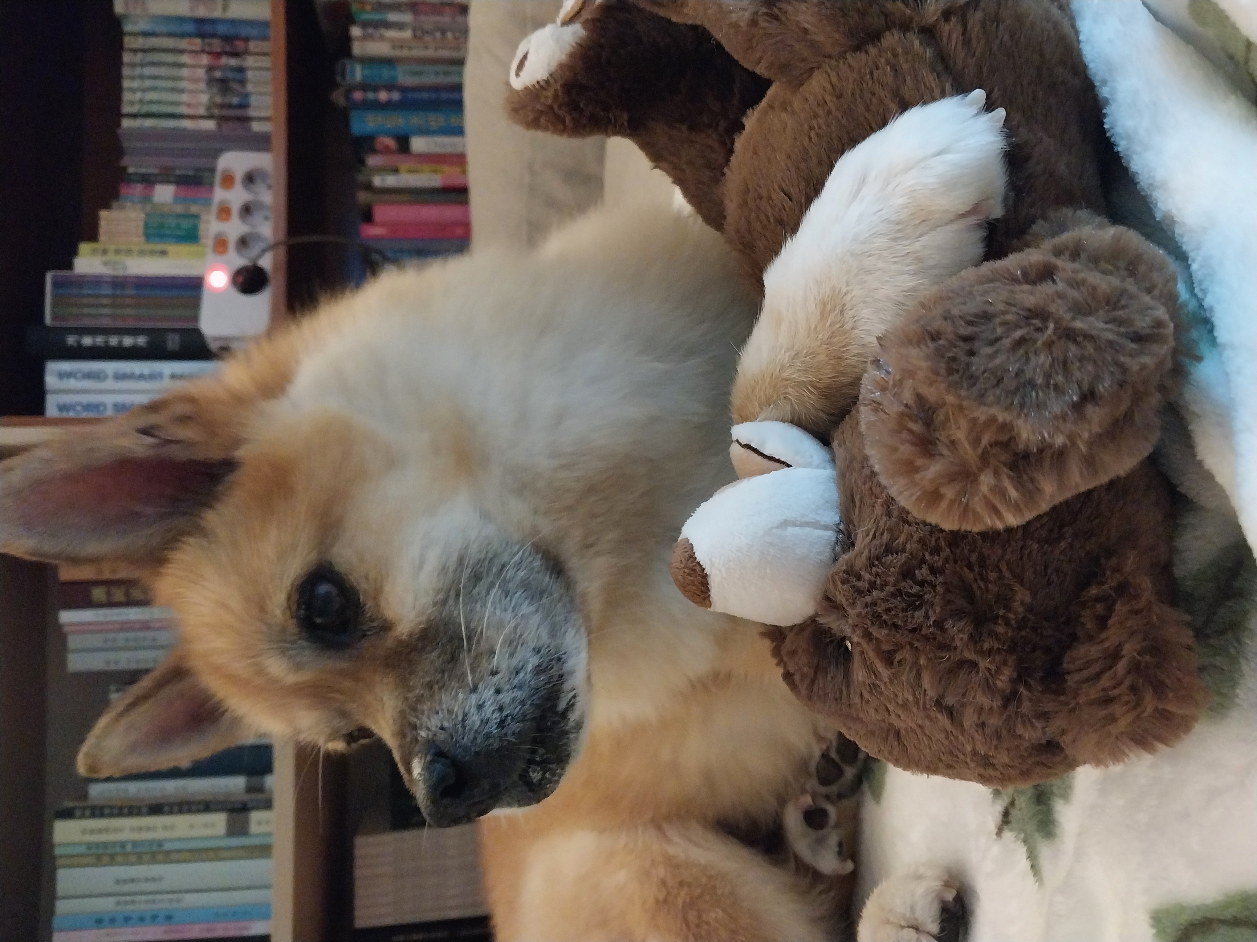 오층이&포라 내일이면 입양 한달째