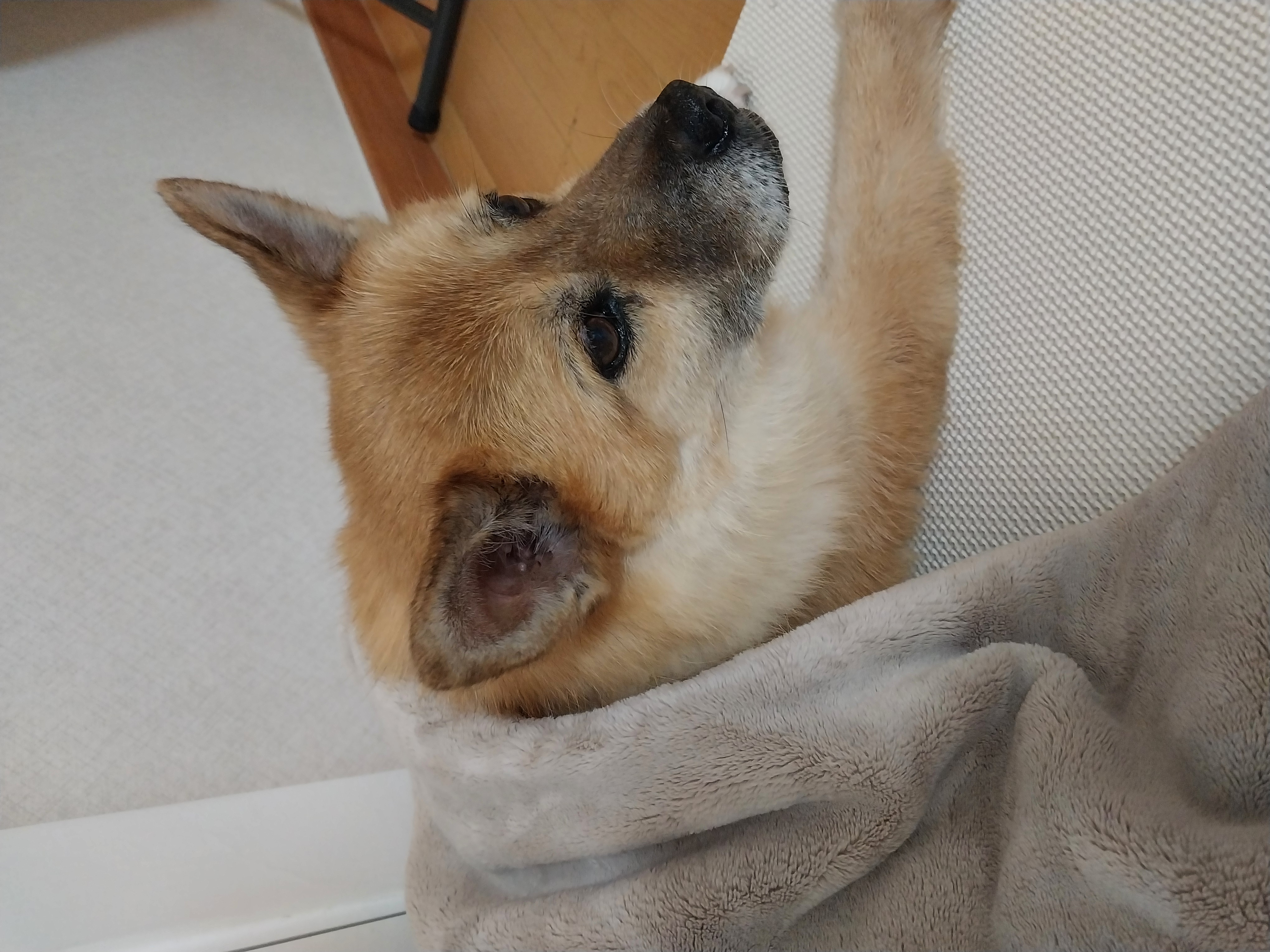 오층이&포라 내일이면 입양 한달째