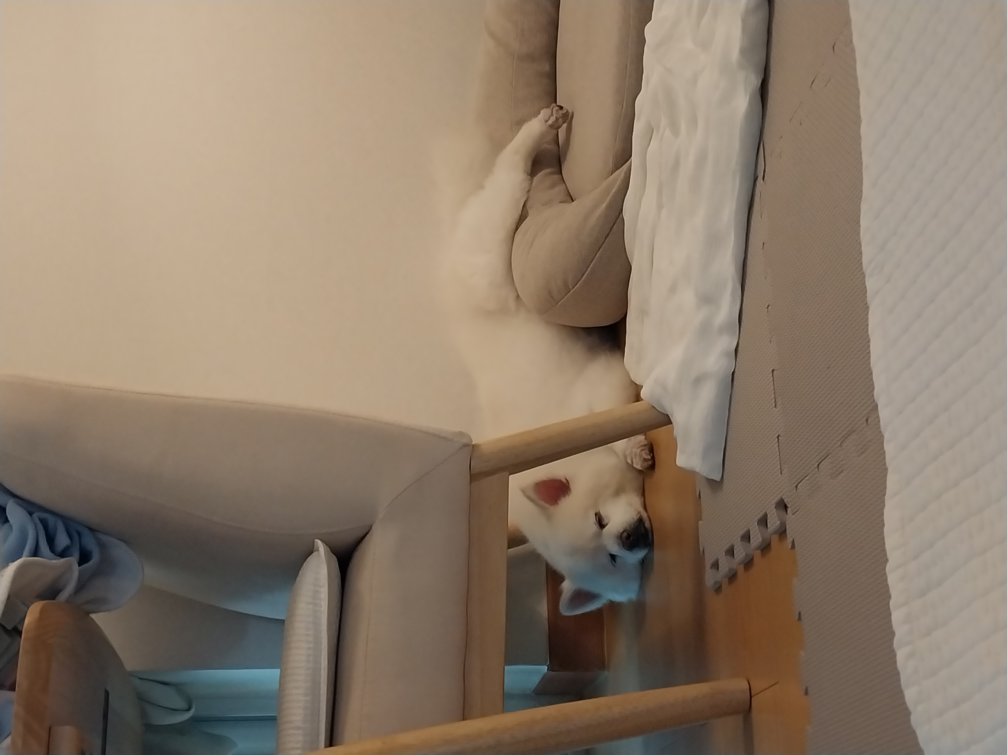 오층이&포라 내일이면 입양 한달째