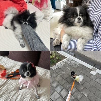 꼬미(구 퐁퐁) 우리집에 온지 1년 됐어요~