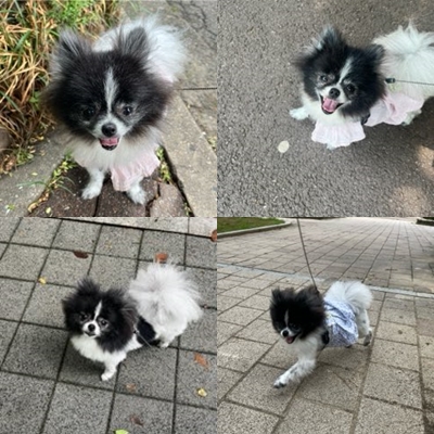 꼬미(구 퐁퐁) 우리집에 온지 1년 됐어요~