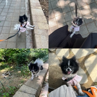 꼬미(구 퐁퐁) 우리집에 온지 1년 됐어요~