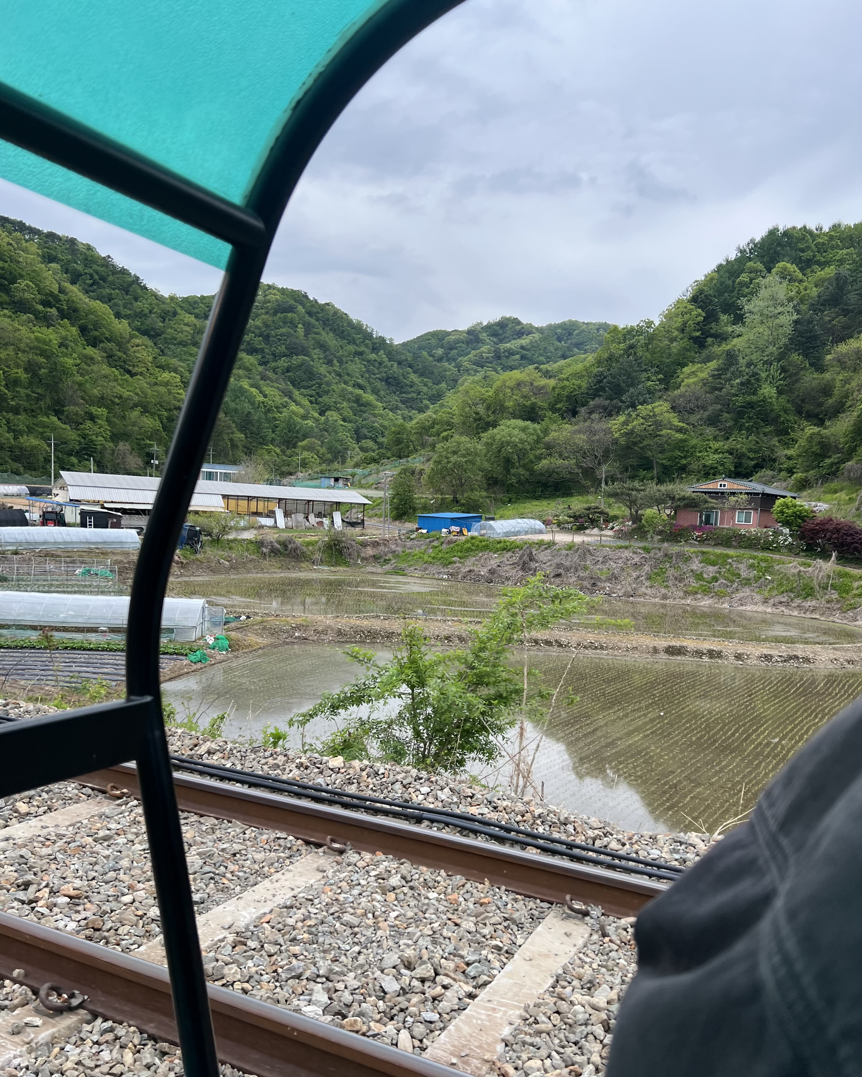 레일바이크 레일옆 방치 강아지
