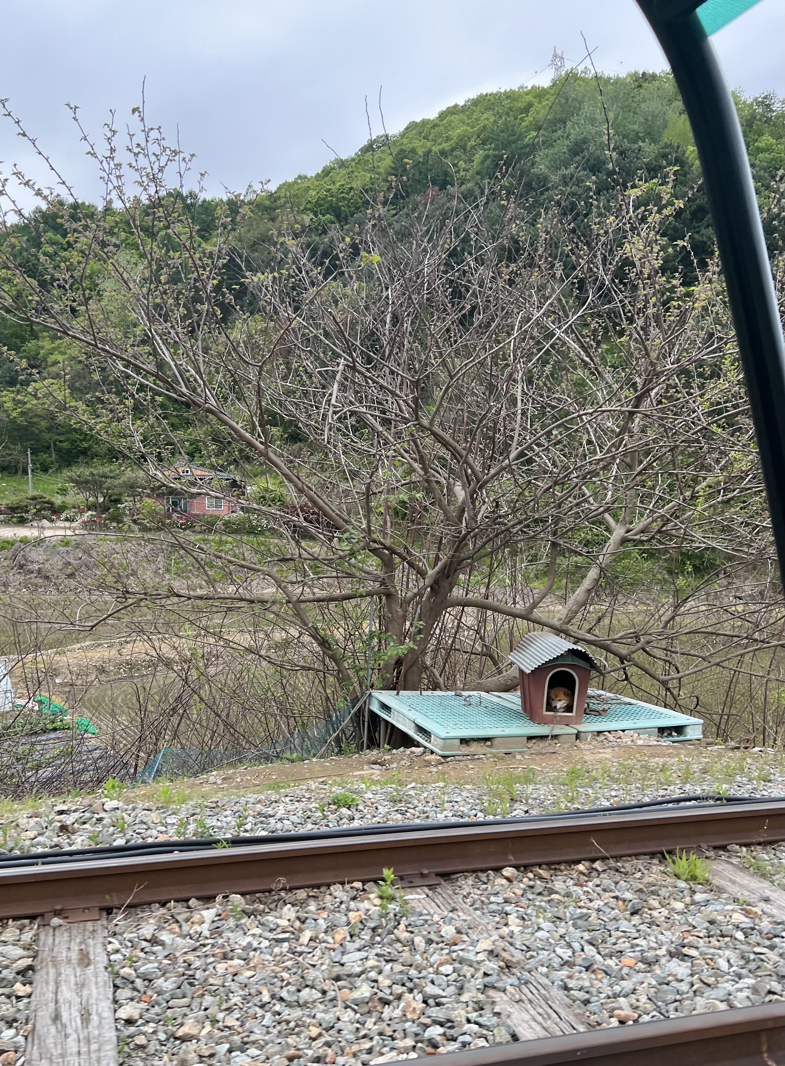 레일바이크 레일옆 방치 강아지