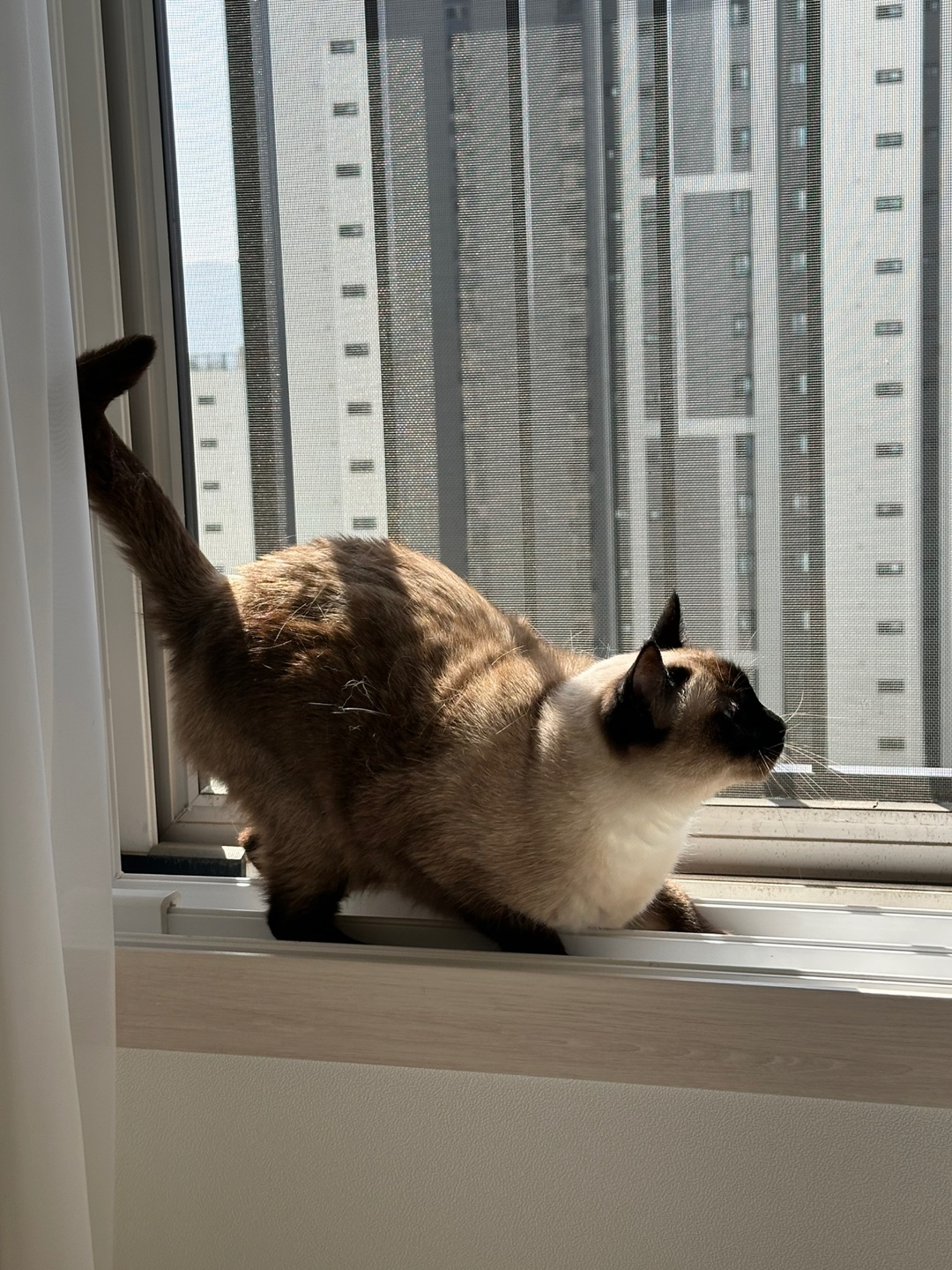 벨라 1년
