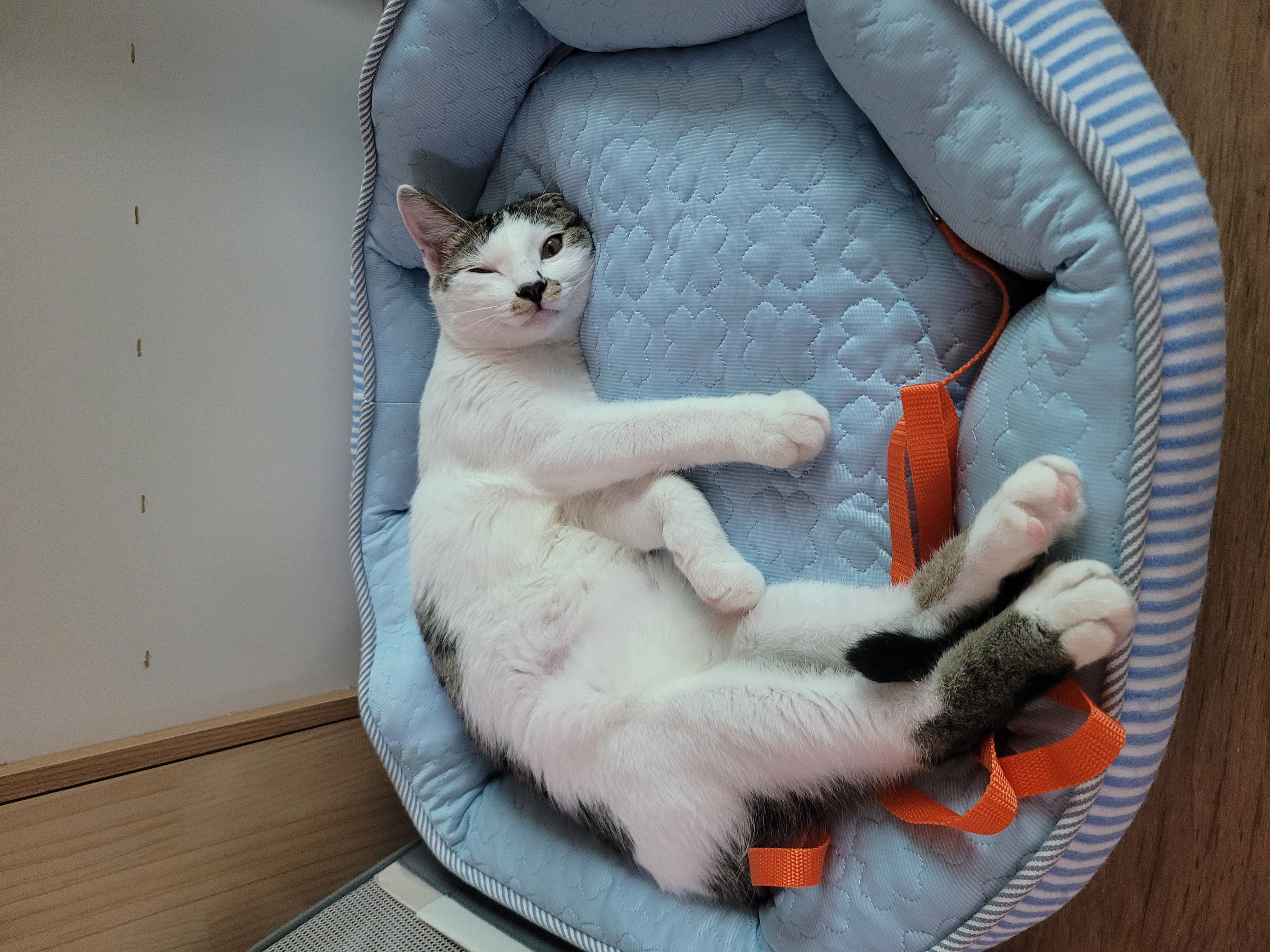우동이 한달
