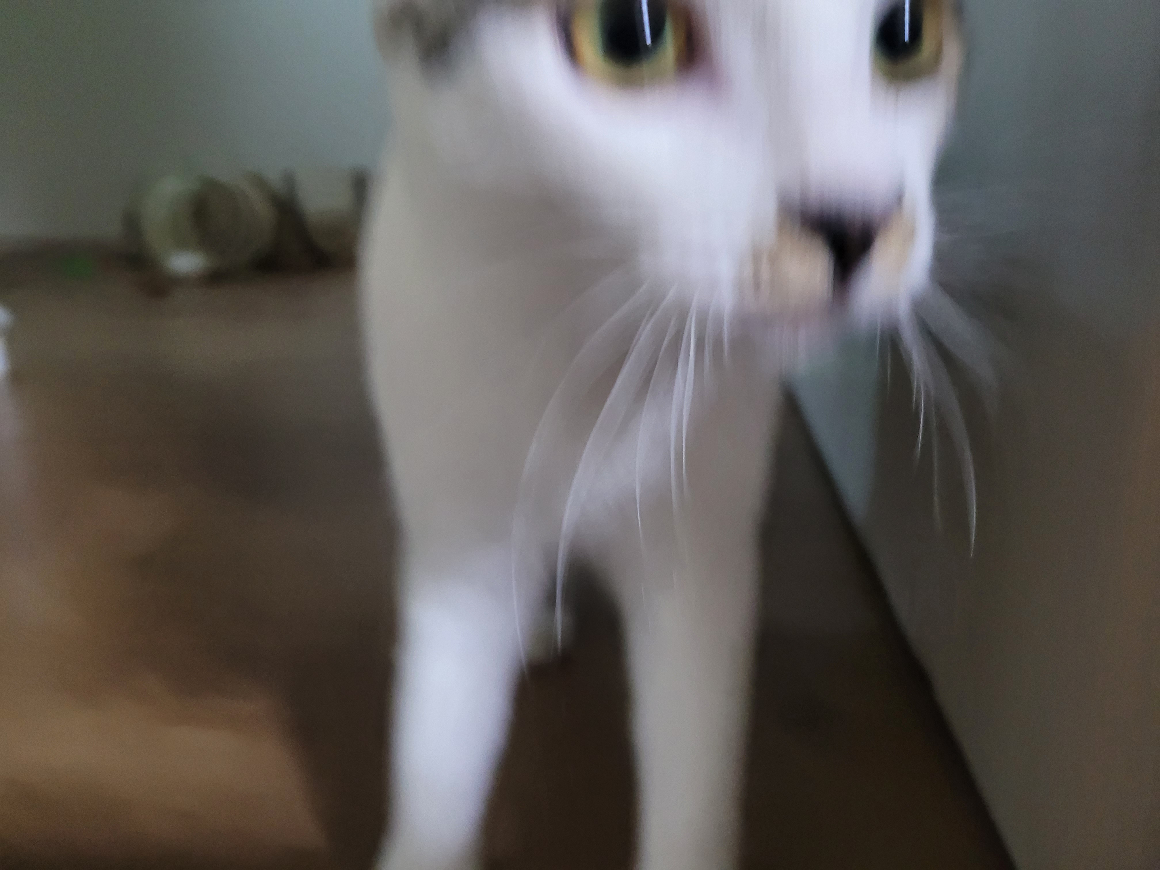 우동이 한달