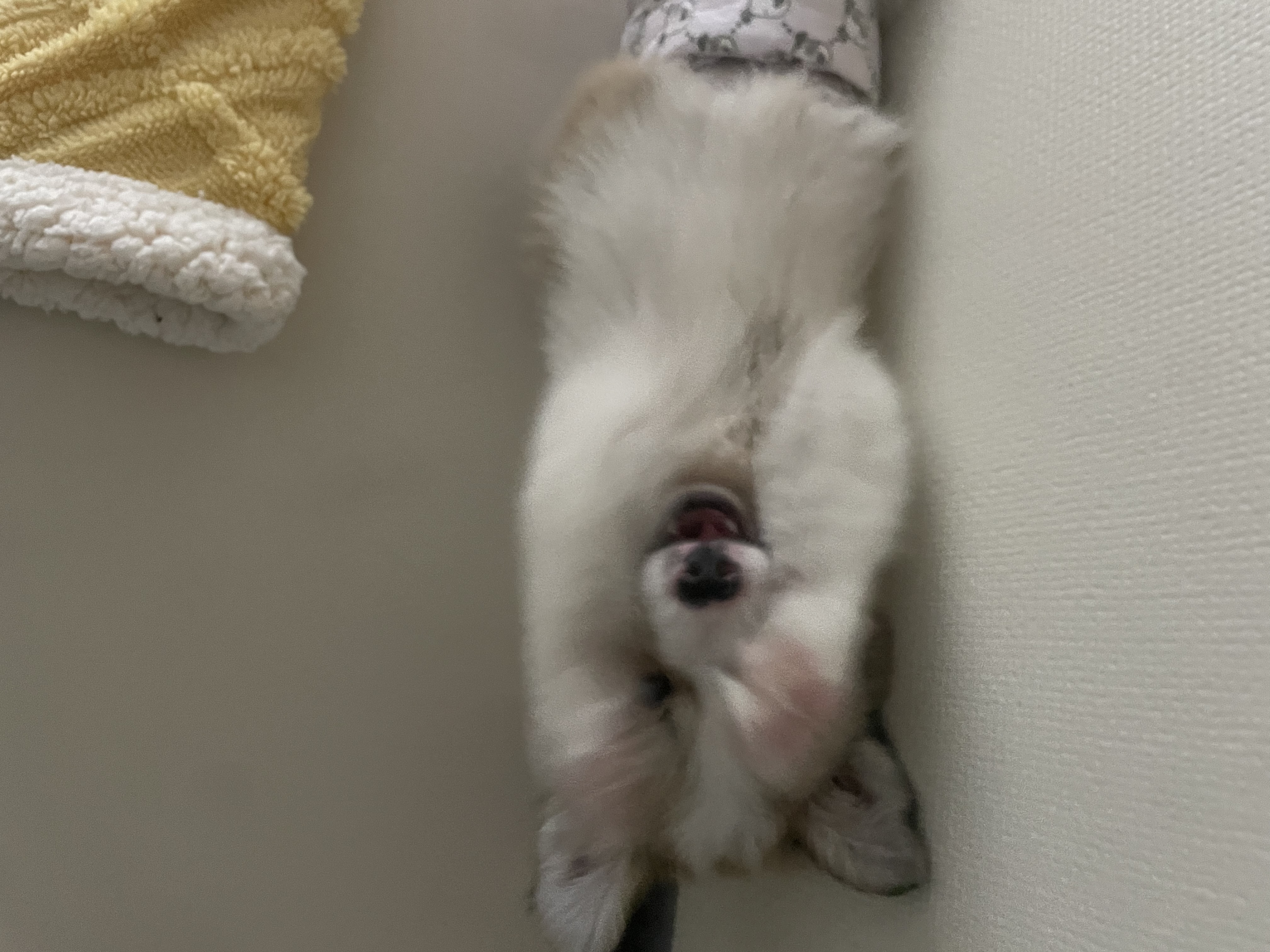 만복이 (모랑이) 일주일 적응기🙂