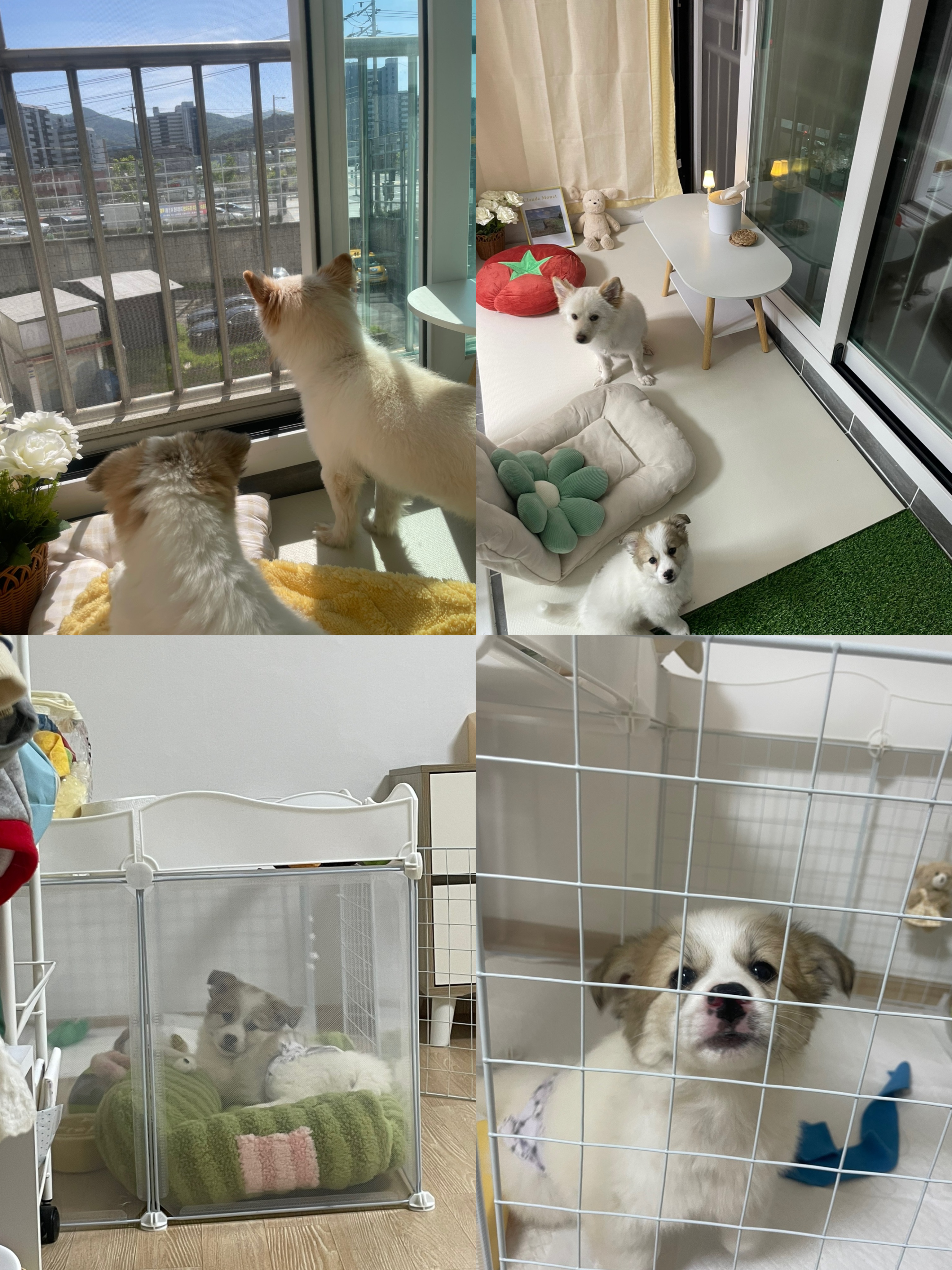 만복이 (모랑이) 일주일 적응기🙂