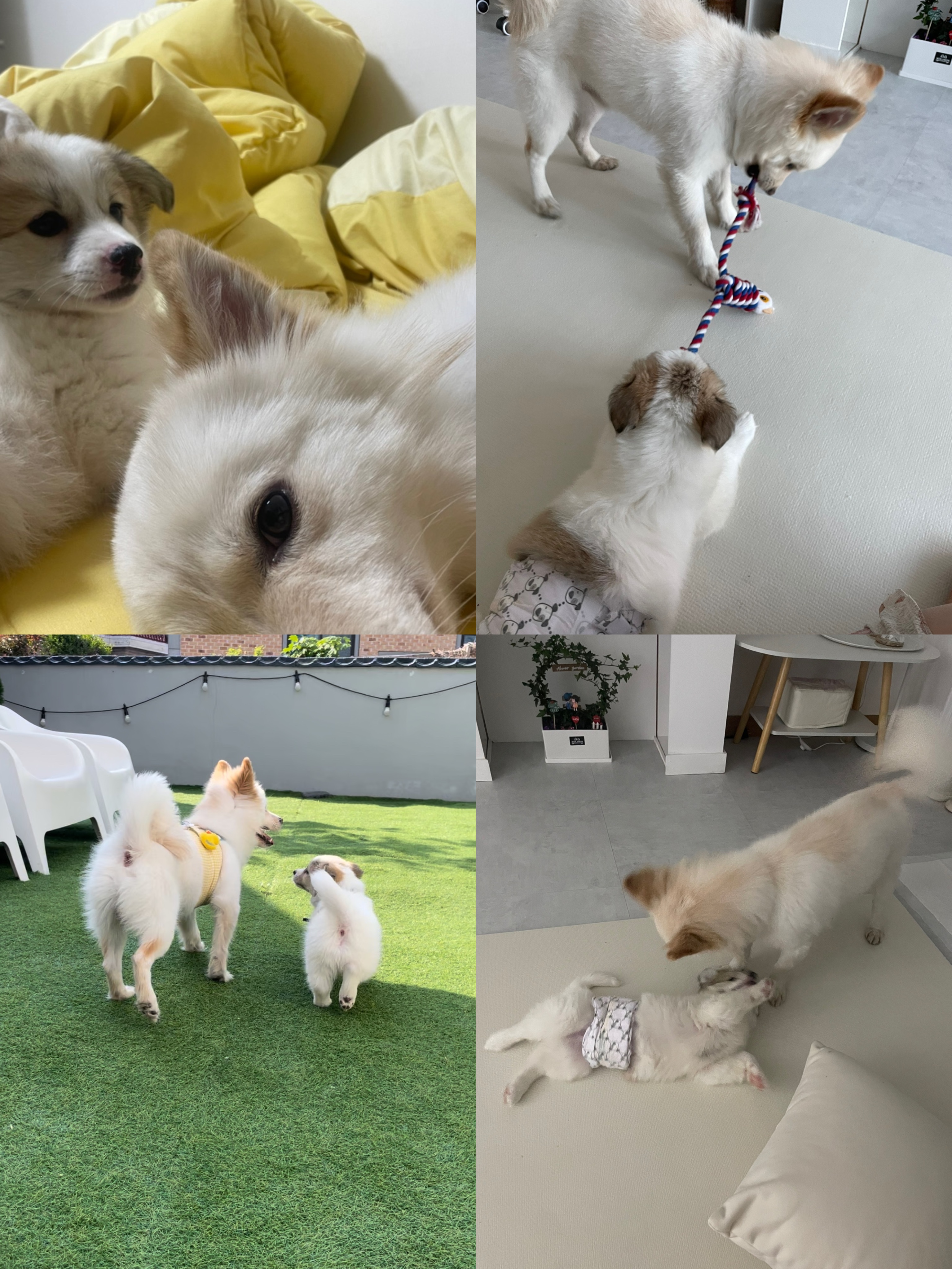 만복이 (모랑이) 일주일 적응기🙂