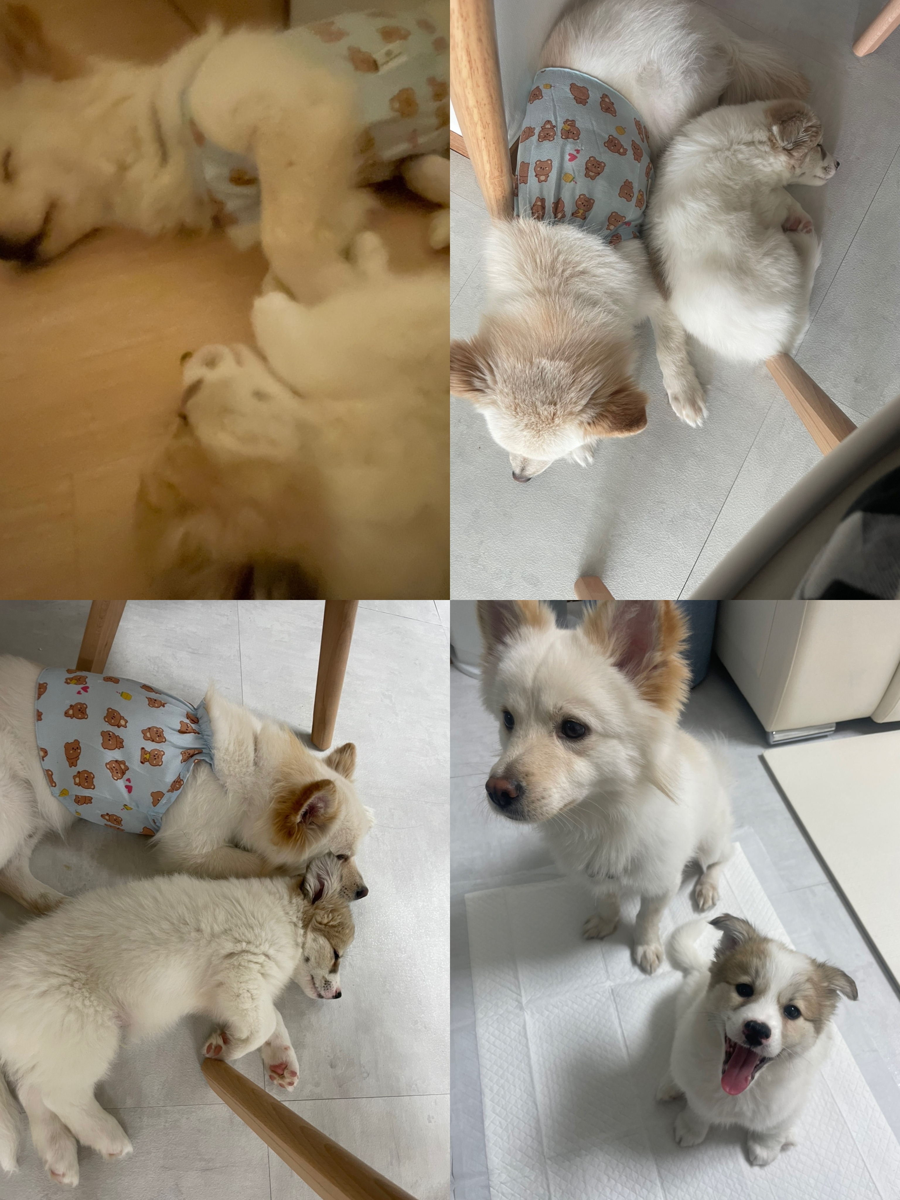 만복이 (모랑이) 일주일 적응기🙂