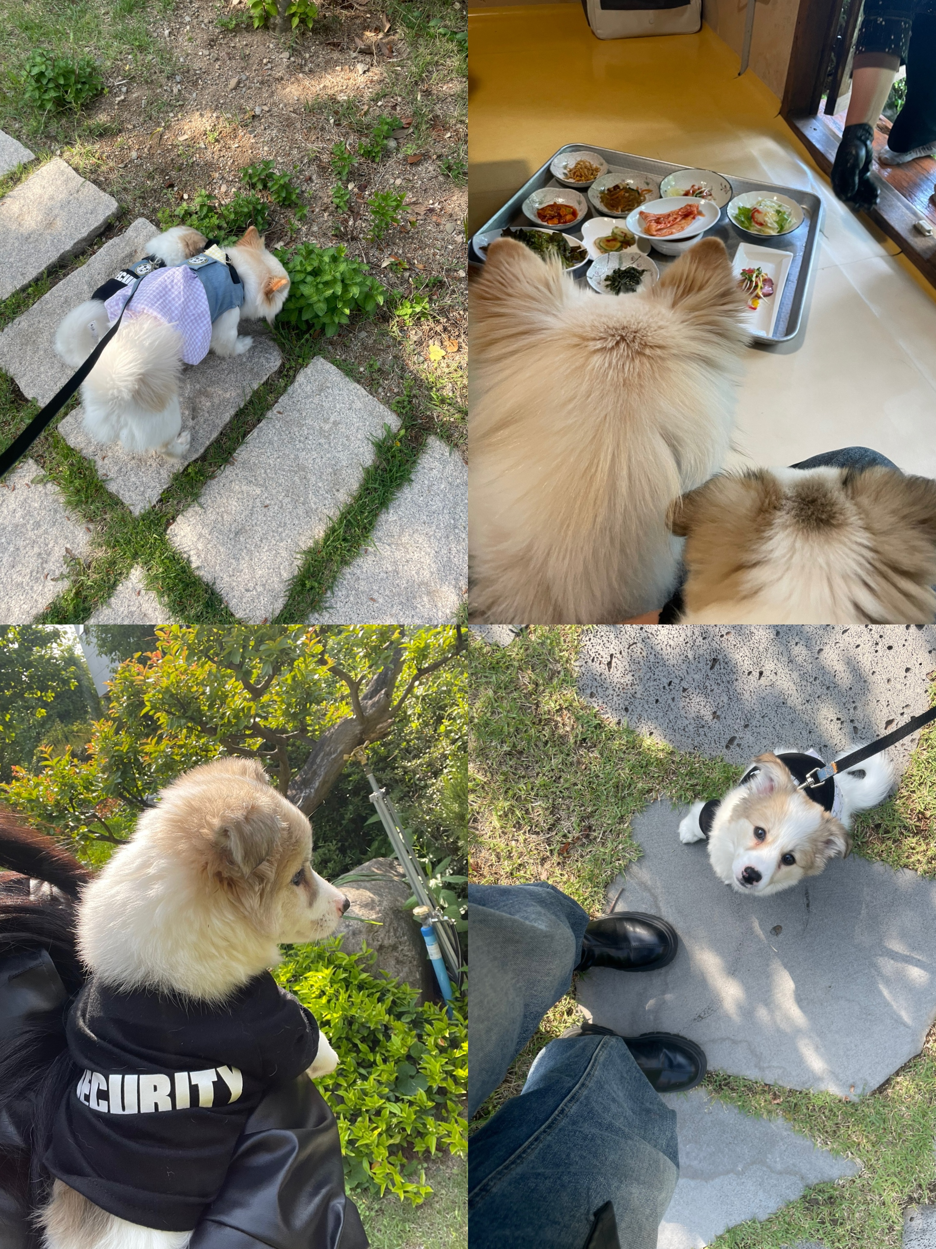 만복이 (모랑이) 일주일 적응기🙂