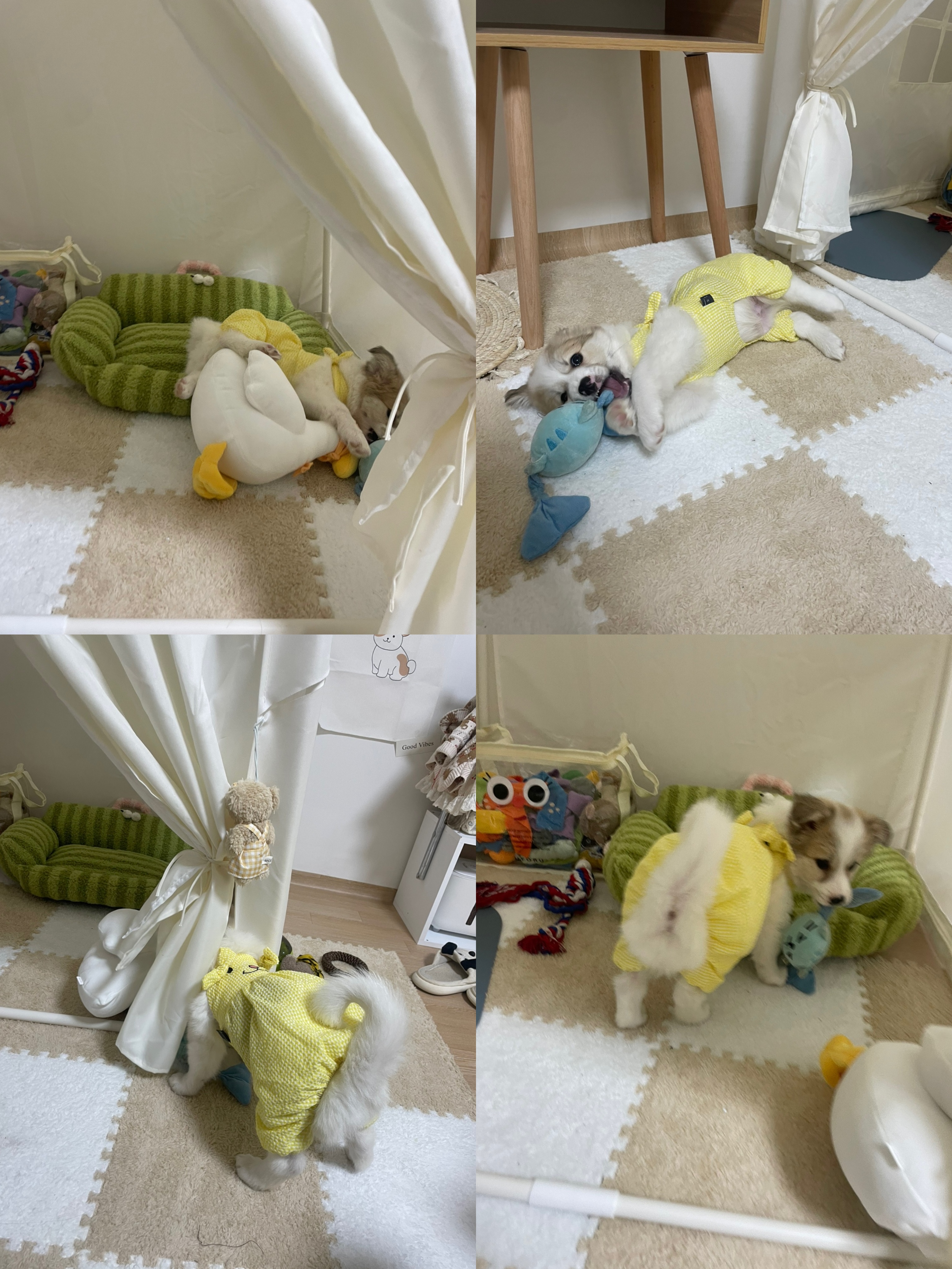 만복이 (모랑이) 일주일 적응기🙂
