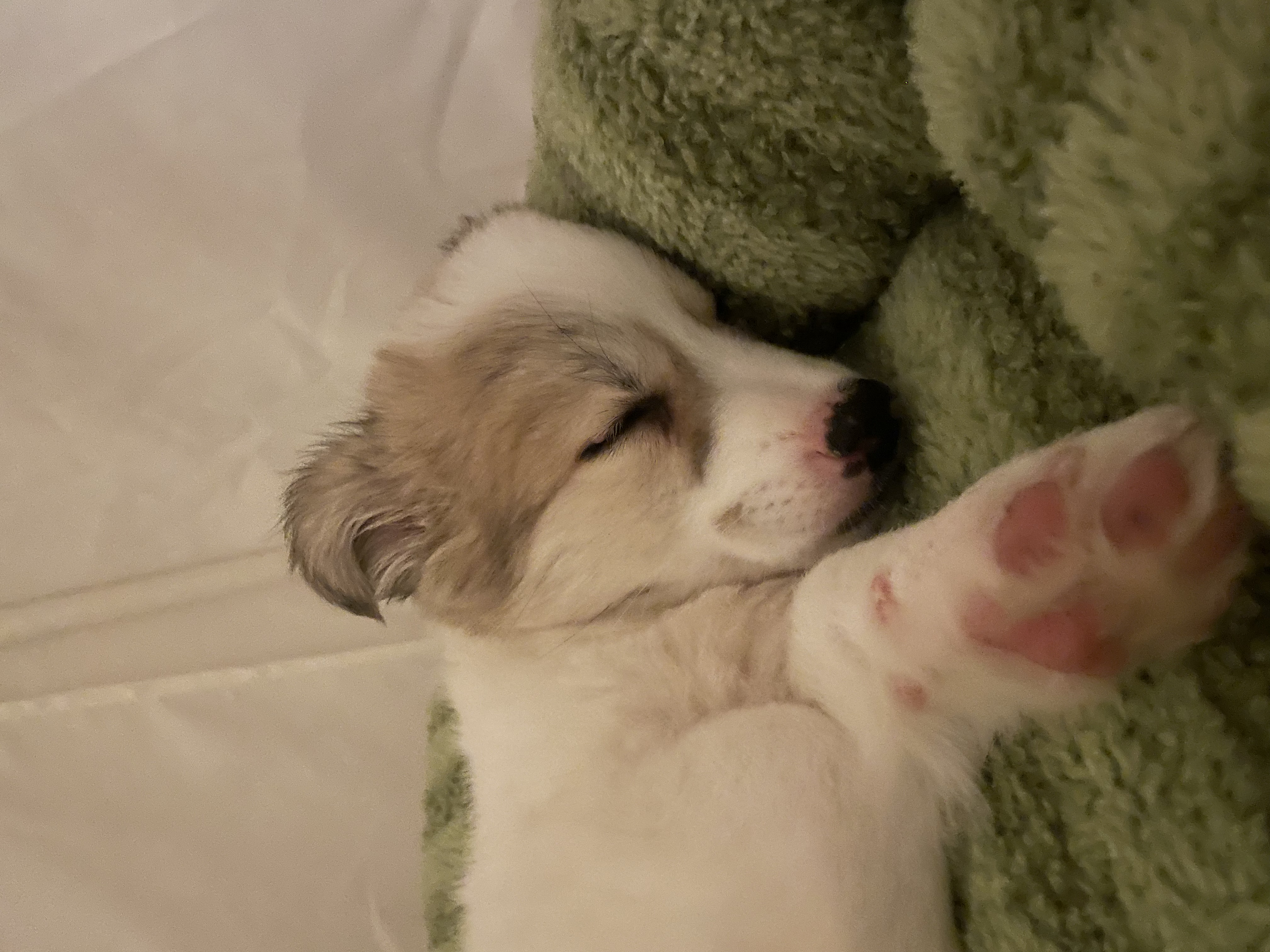 만복이 (모랑이) 일주일 적응기🙂