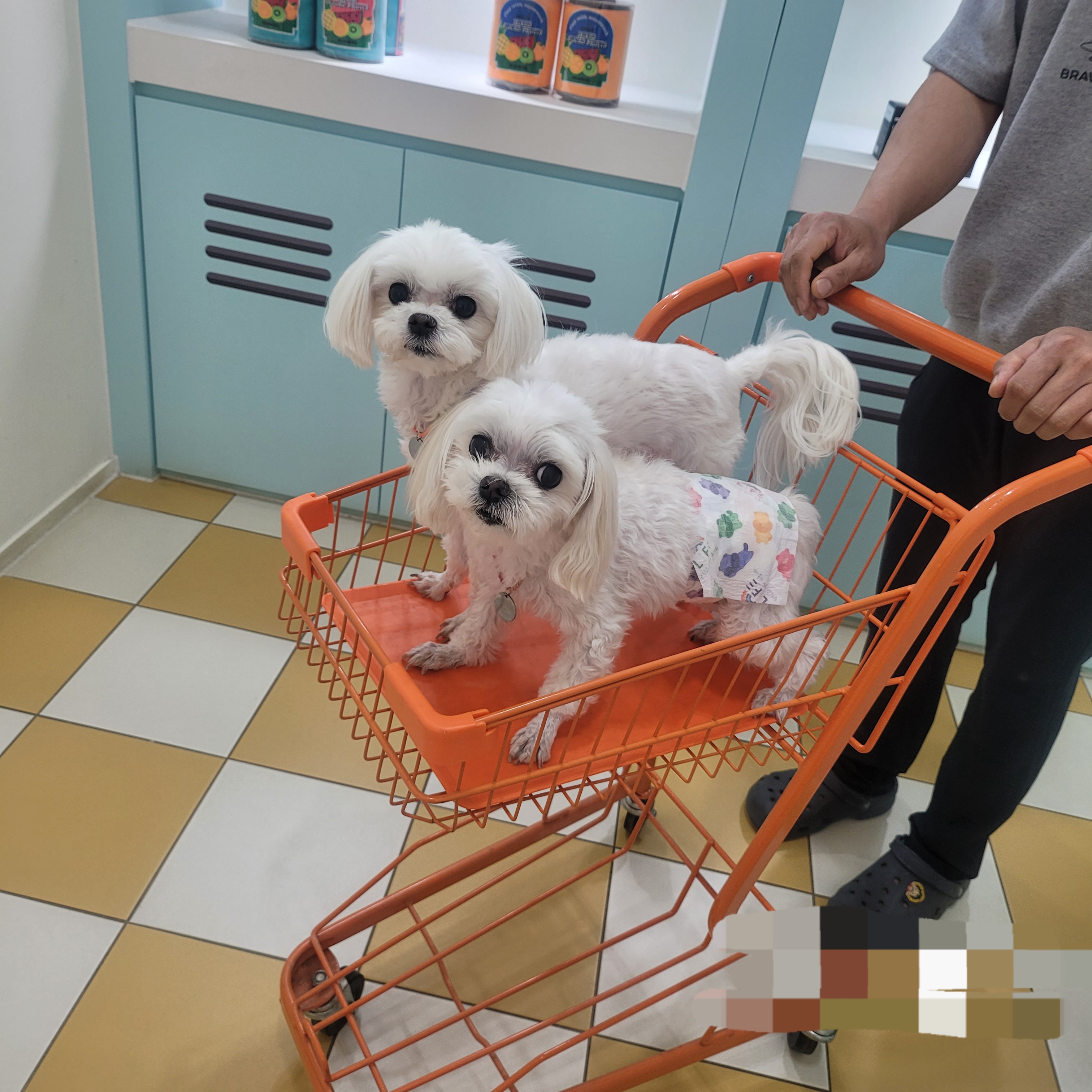 길동이 입양 4년 (곤지암)