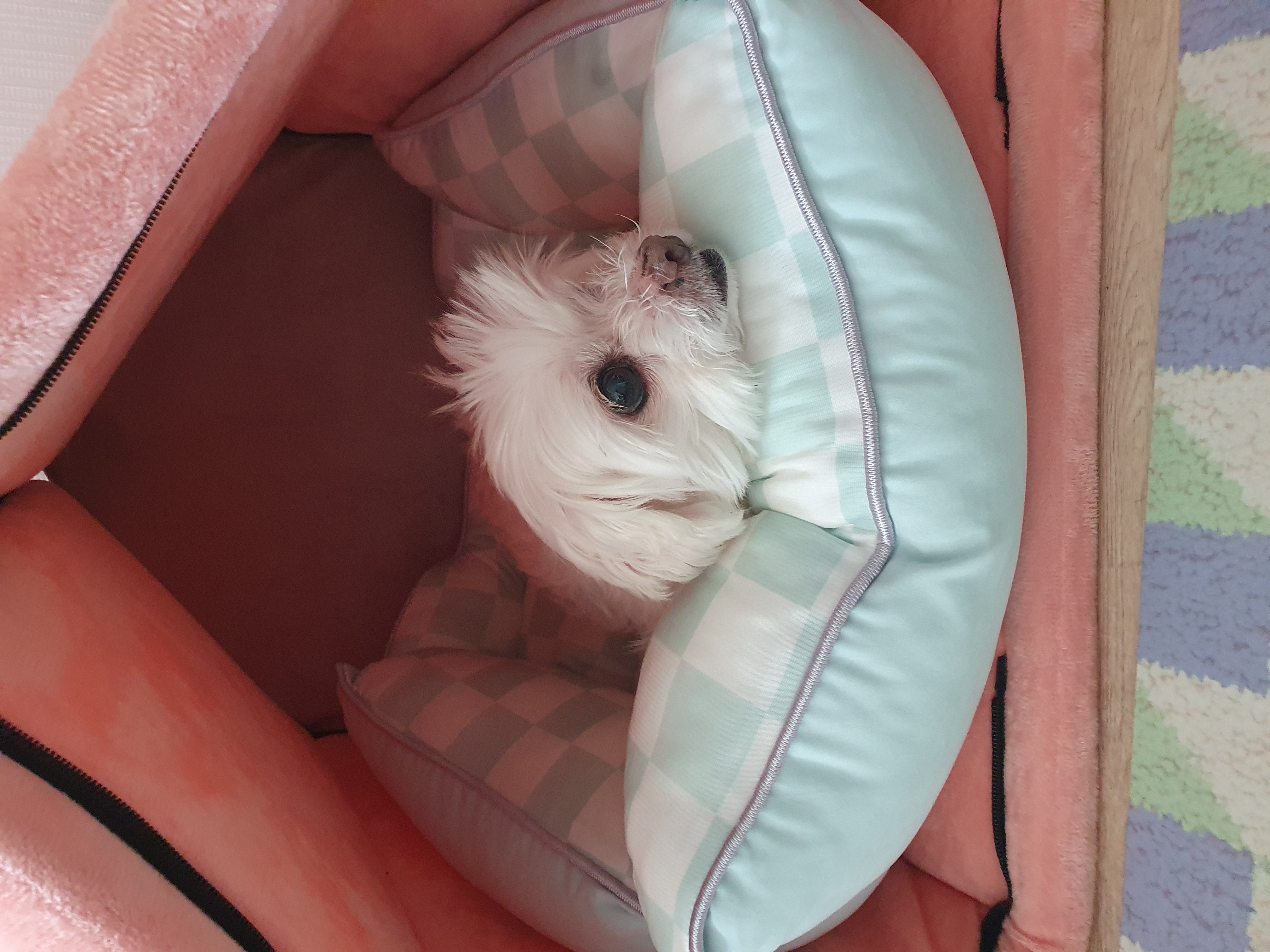 빈이 5년차 이야기