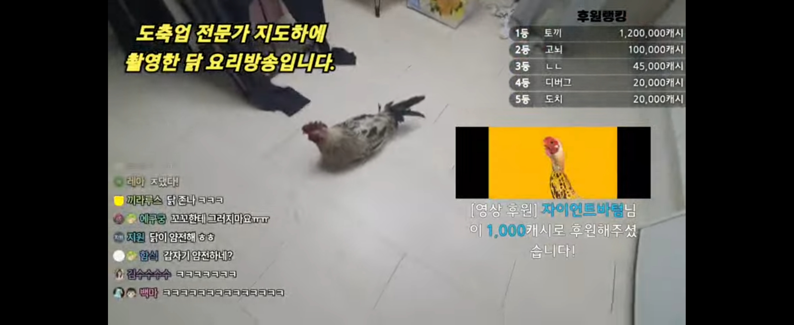 동물학대 컨텐츠