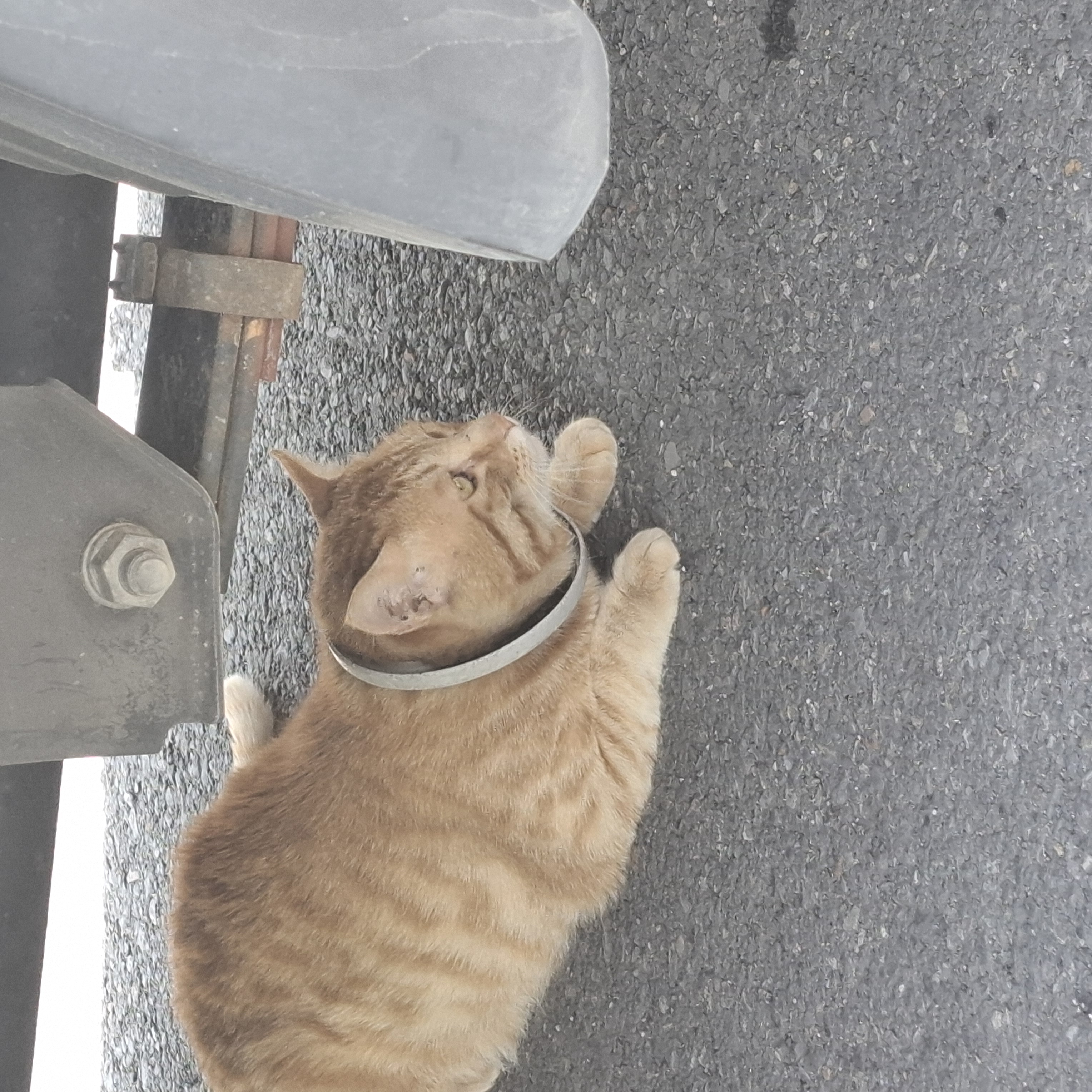 고양이 목에 낀 플라스틱 물체를..제거 부탁드려요 ㅠㅠ!