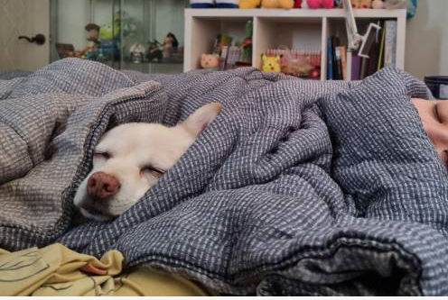 호두(데이지) 4주년일기