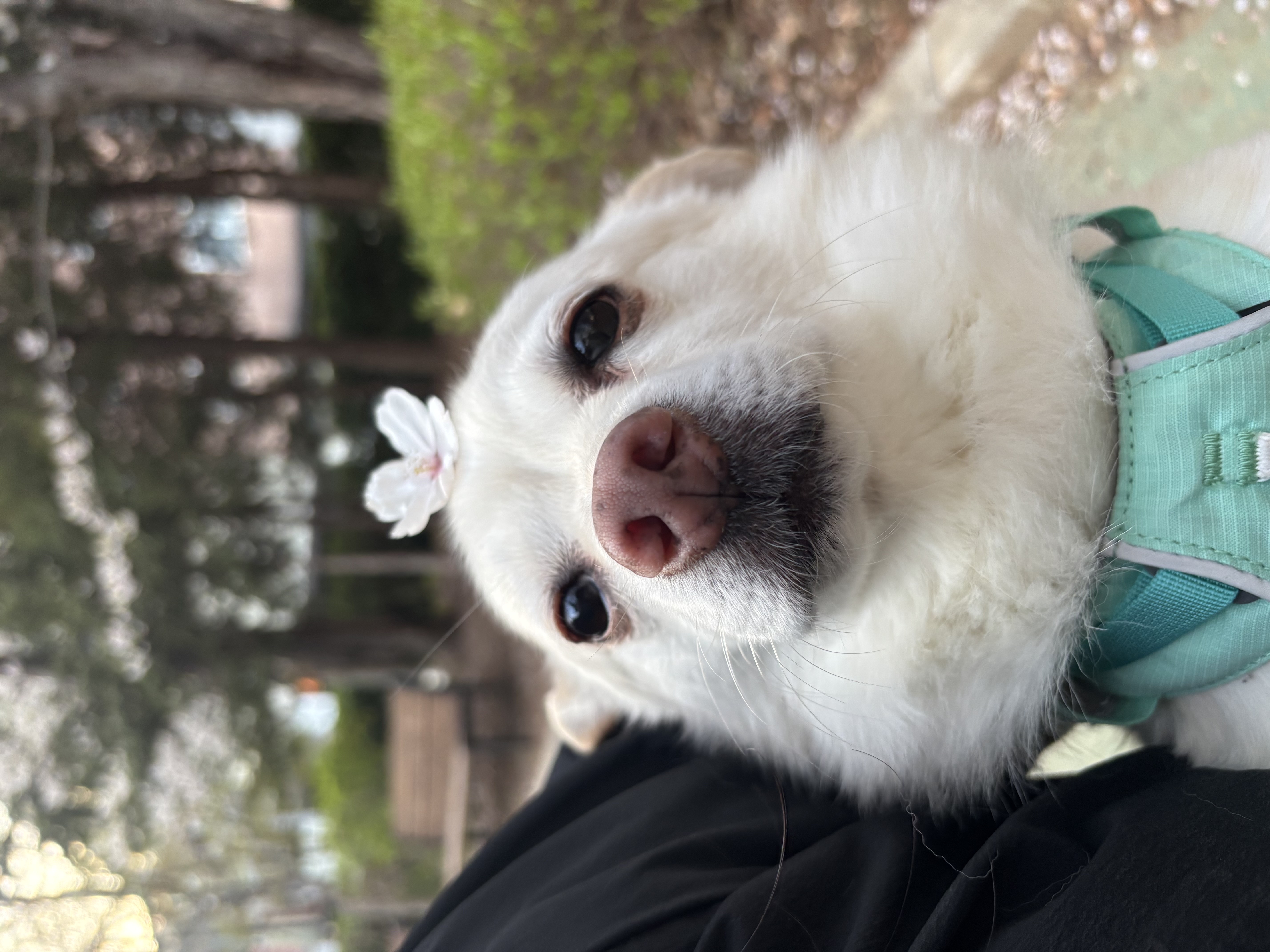 호두(데이지) 4주년일기