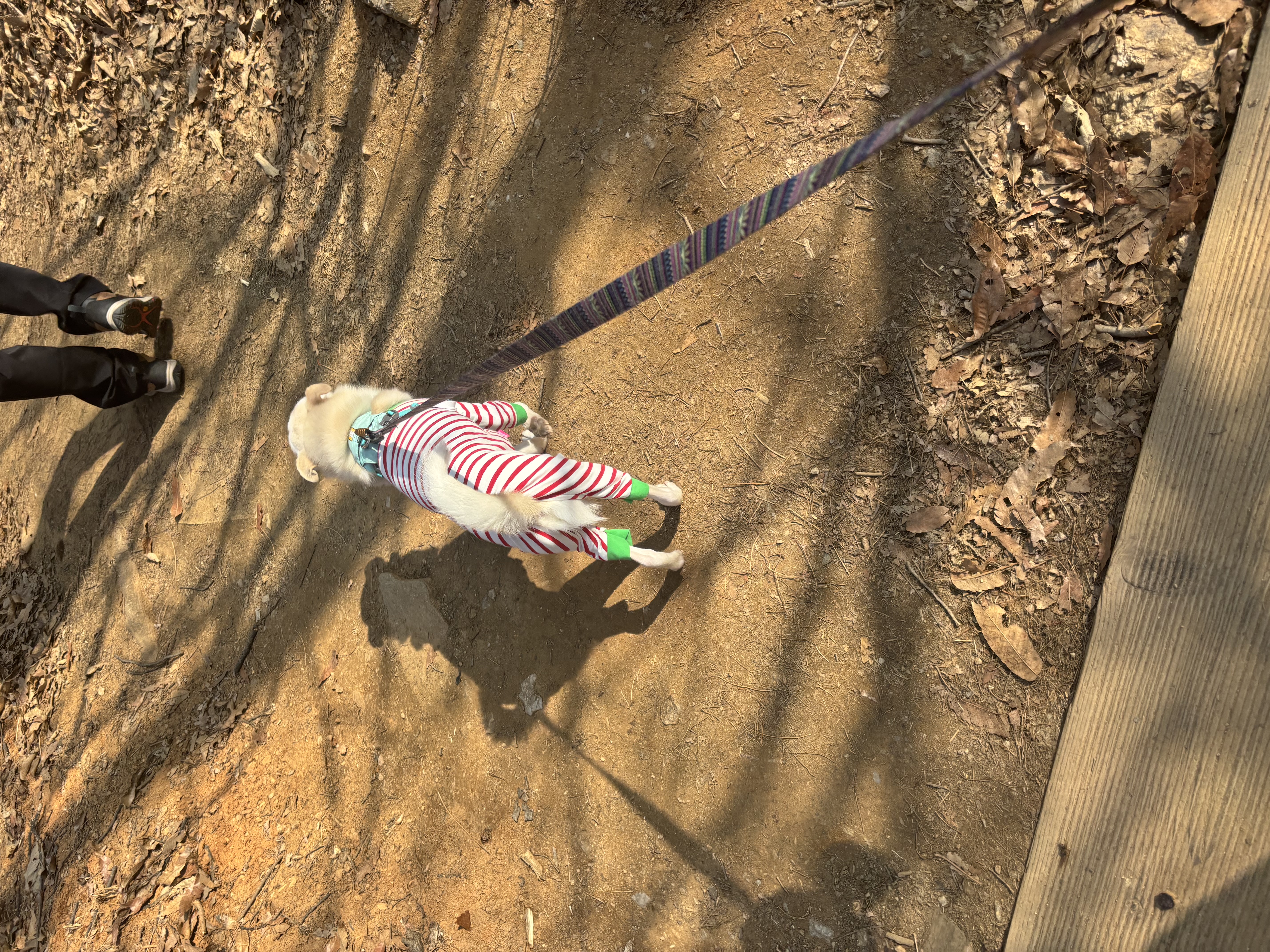 호두(데이지) 4주년일기